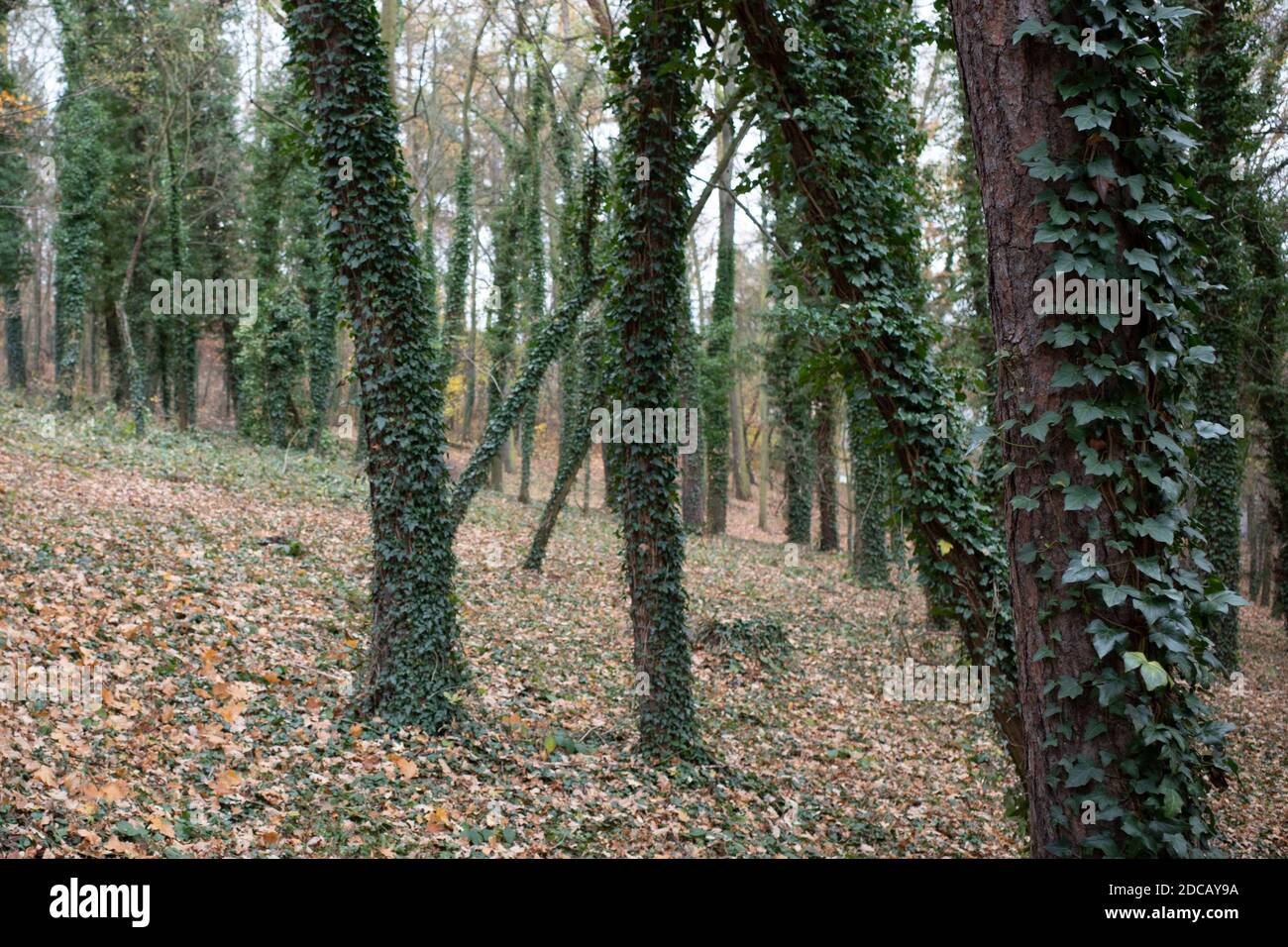 La vue sur les arbres, qui sont surcultivés avec une plante en feu, tandis que tout autour sont des feuilles d'orange tombées. Banque D'Images