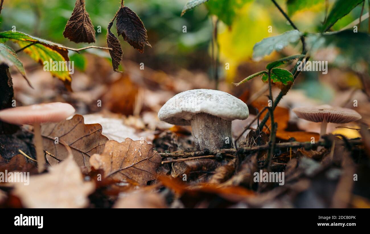 Russula virescens, communément connu sous le nom de russula, le russula vert matelassé, ou le champignon brittlegill vert Banque D'Images