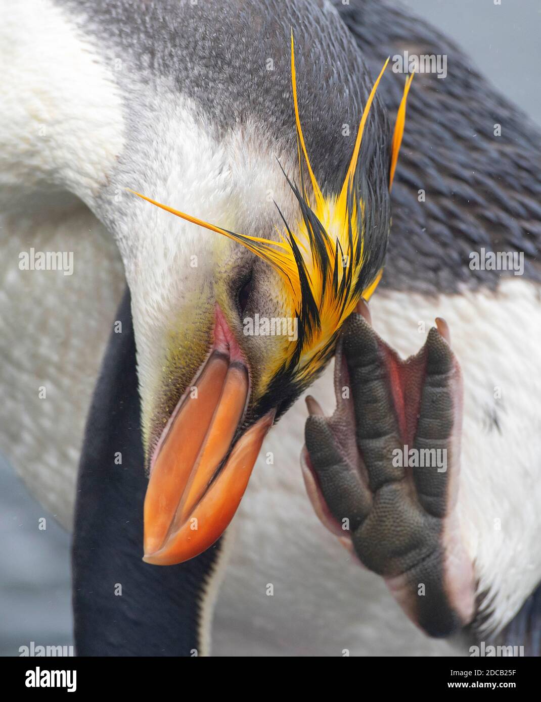 Pingouin royal (Eudyptes schlegeli), égratignure de la tête d'un pied, portrait, Australie, Tasmanie, Macquarie Island Banque D'Images