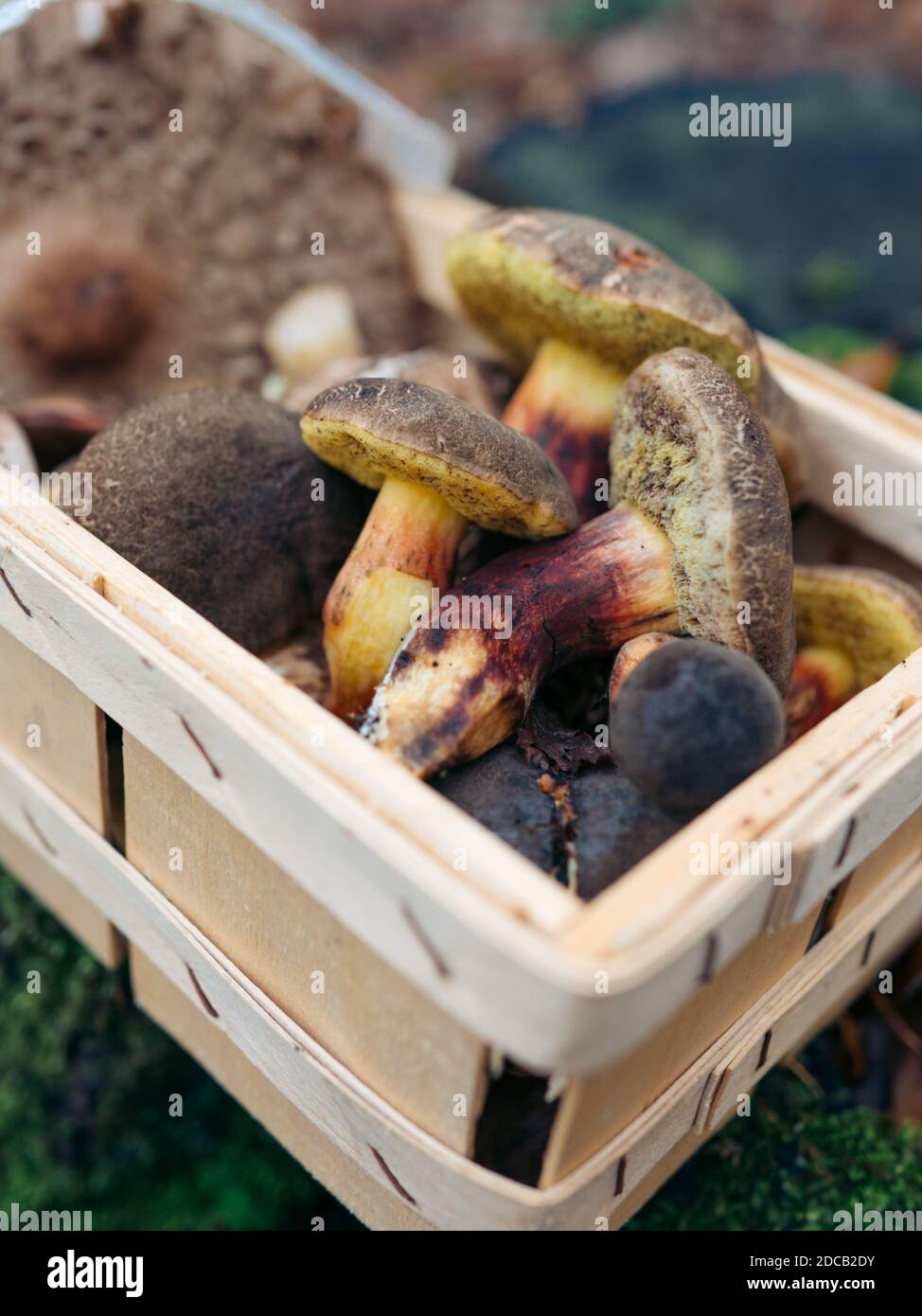 Panier en osier rempli de champignons sauvages sur fond vert. Un préparateur de champignons avec un panier rempli de champignons. De beaux champignons au rétroéclairage. Banque D'Images