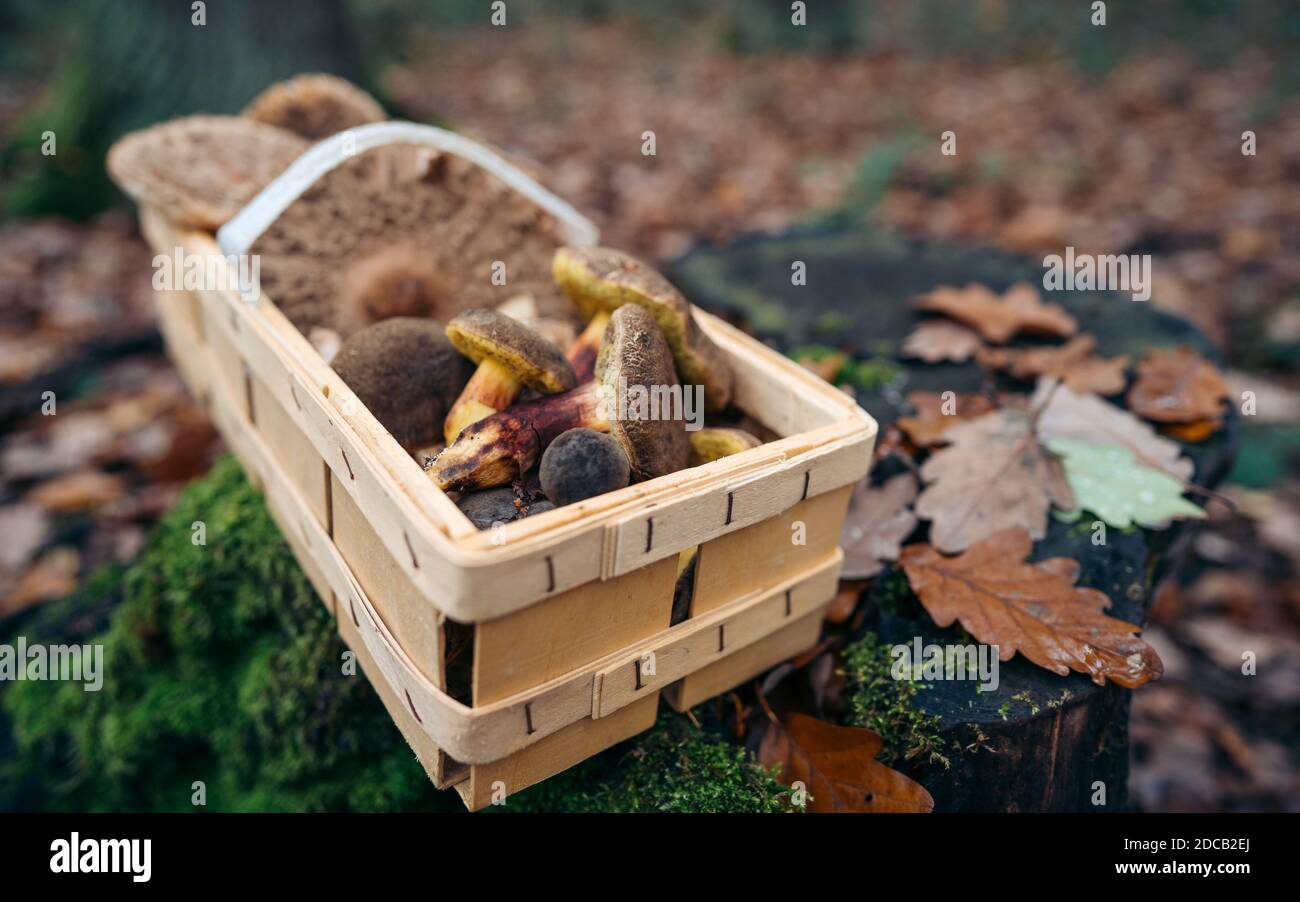 Panier en osier rempli de champignons sauvages sur fond vert. Un préparateur de champignons avec un panier rempli de champignons. De beaux champignons au rétroéclairage. Banque D'Images