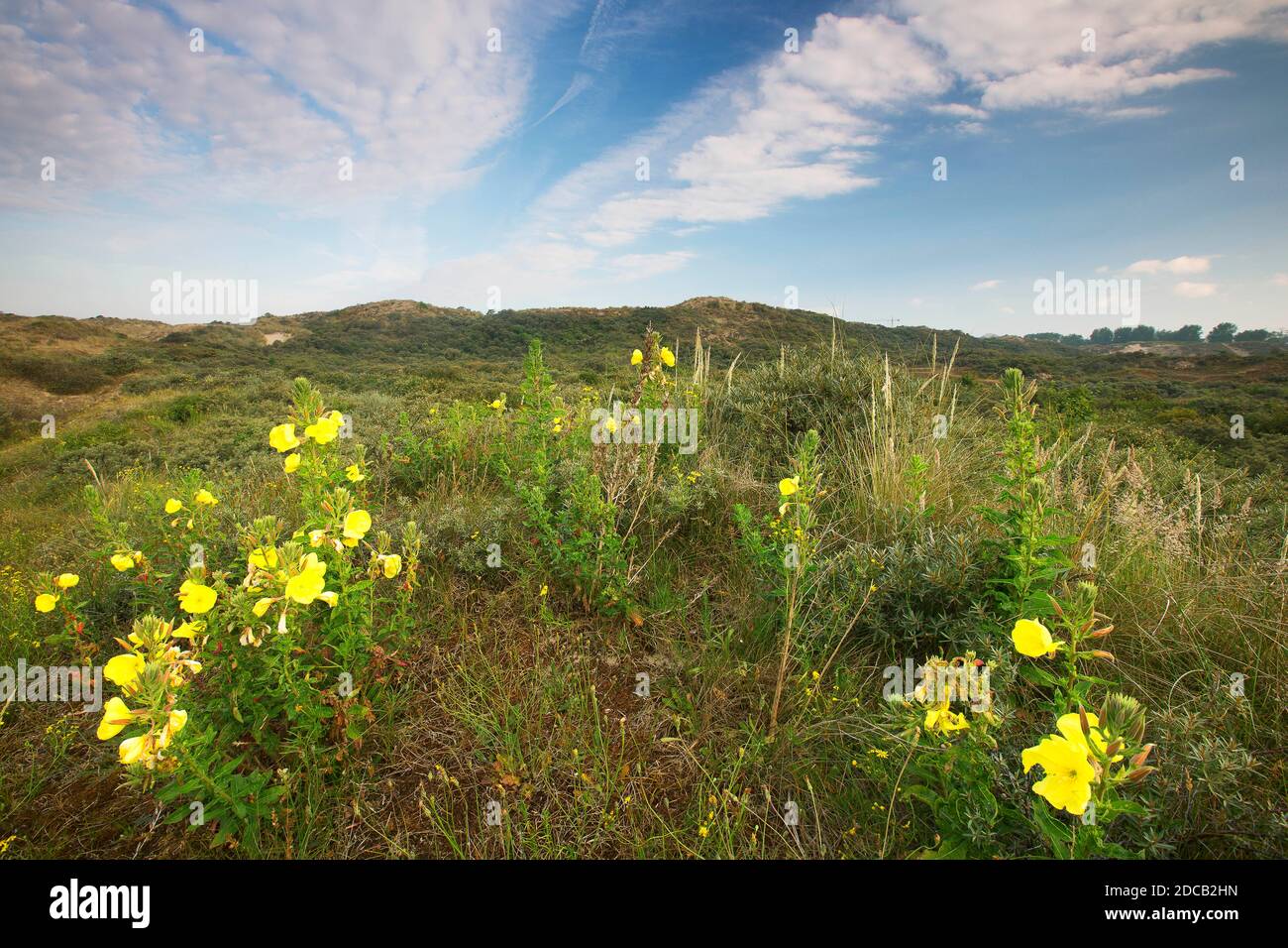 Onagre du soir (Oenothera spec.), réserve naturelle de Westhoek le matin, Belgique, Flandre Occidentale, de panne Banque D'Images