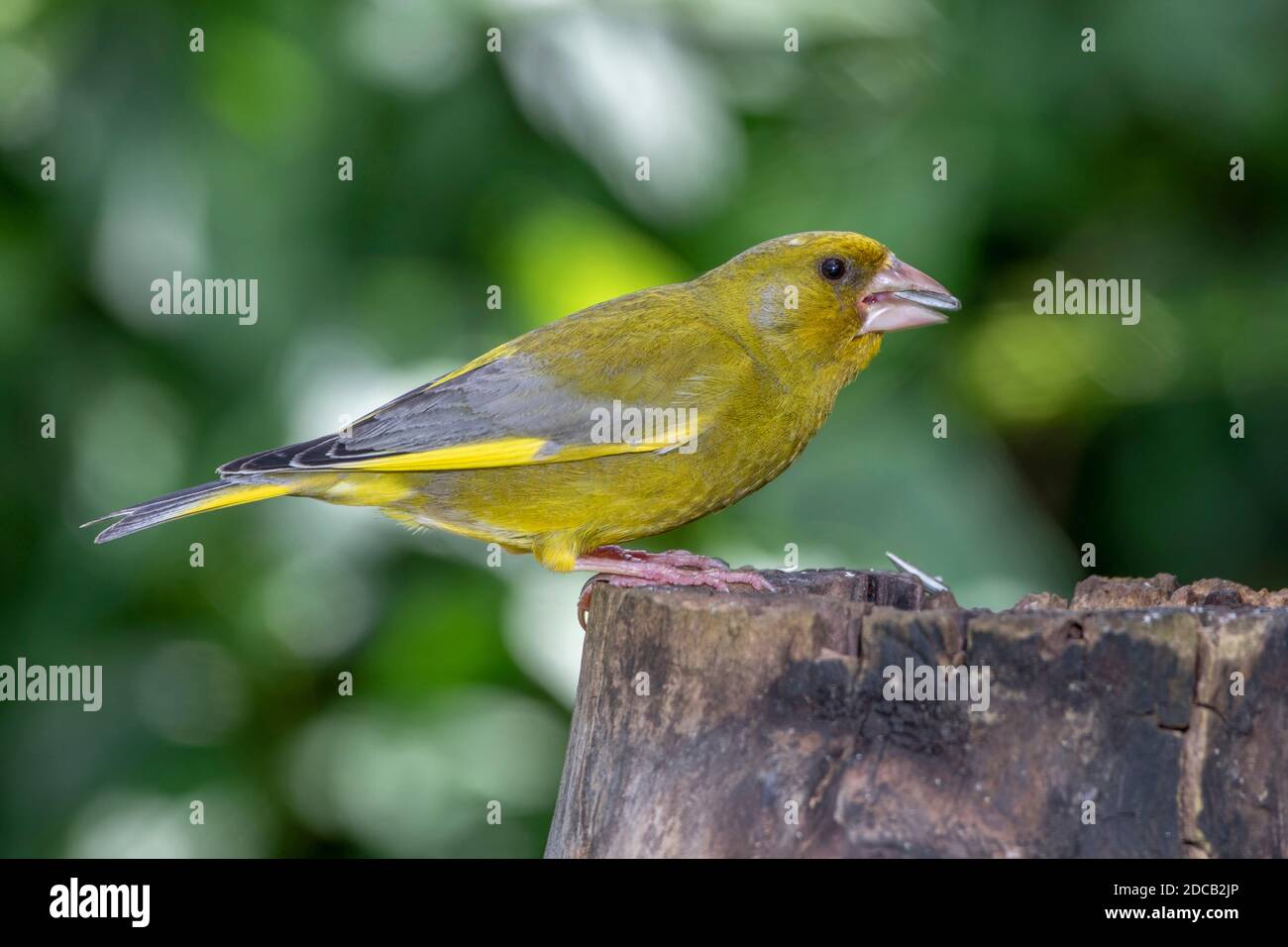 western verdfinch (Carduelis chloris, Chloris chloris), alimentation mâle sur graines de tournesol, Allemagne, Bade-Wurtemberg Banque D'Images