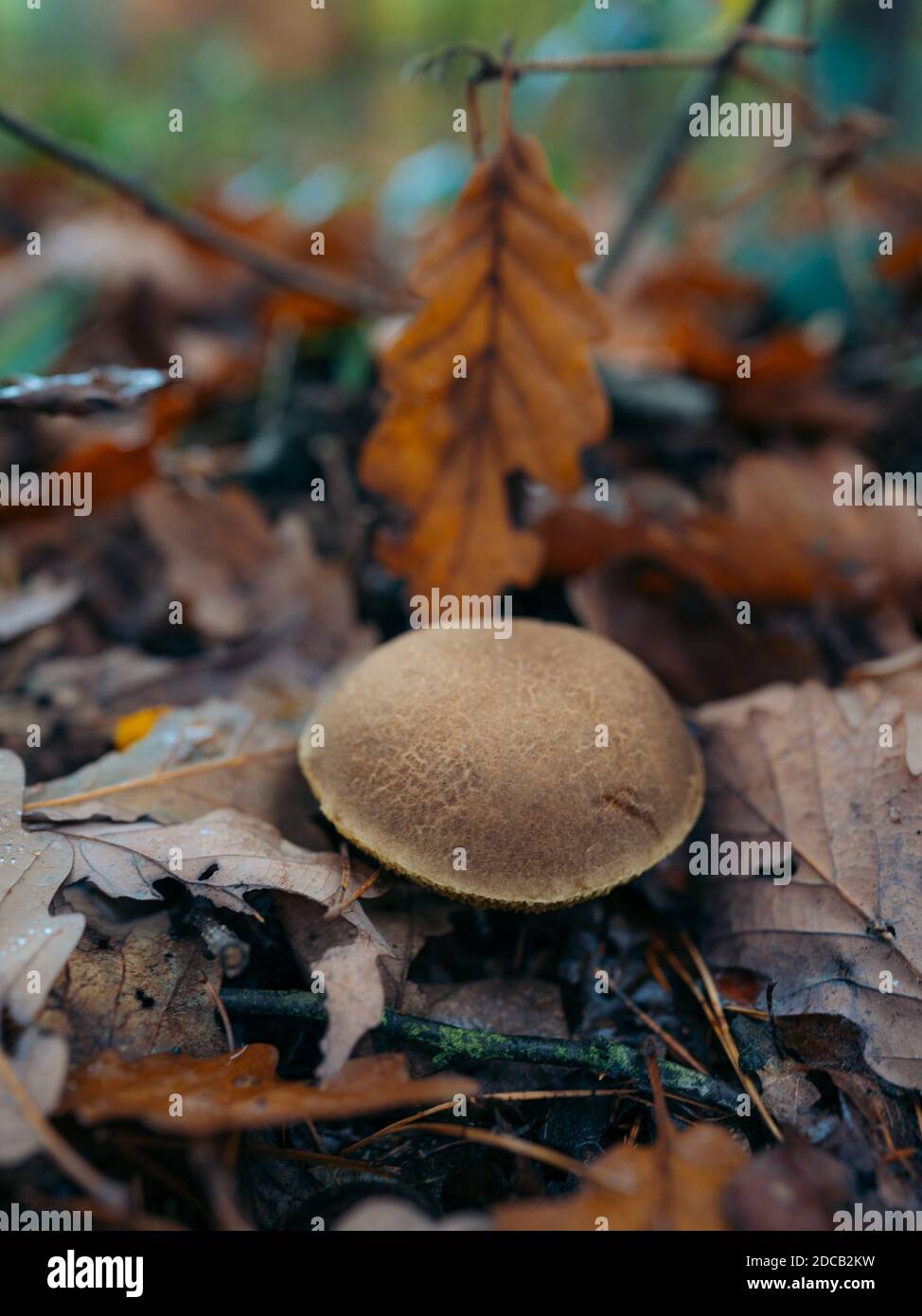 Beau champignon sur mousse en forêt en saison de champignons blanc (Boletus edulis, Roi bolete). Feuille de peuplier jaune le jour de l'automne. Nature sauvage Banque D'Images