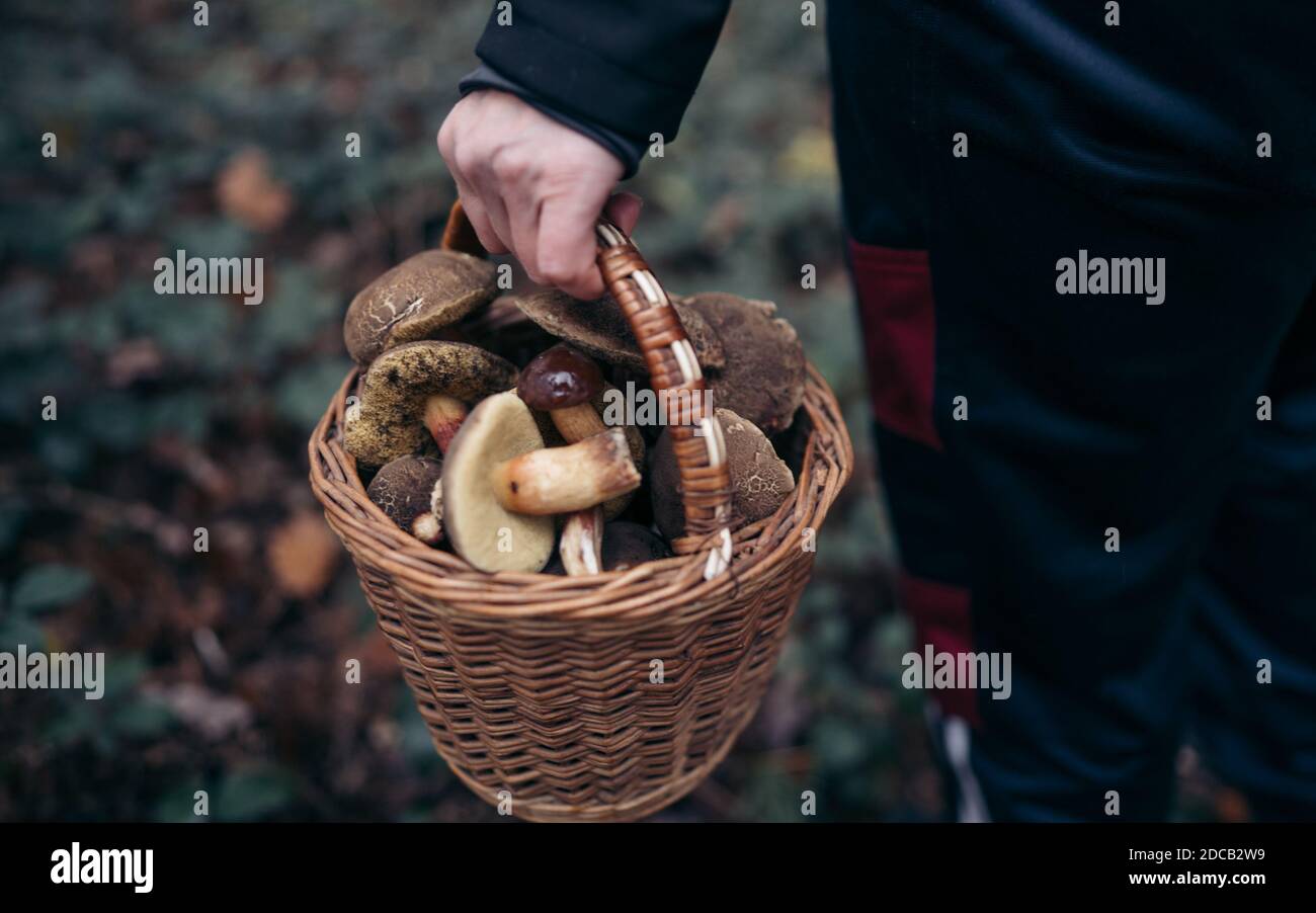 Panier en osier rempli de champignons sauvages dans la main de la femme sur fond vert. Vue latérale, gros plan sur le concept de loisirs et passe-temps intéressant Banque D'Images