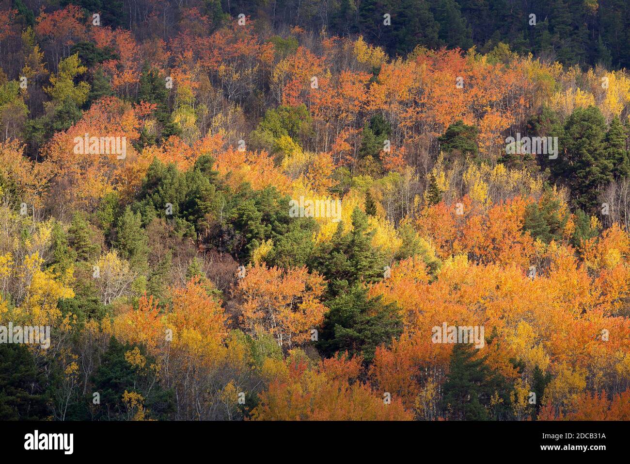 Forêt d'automne au parc national de Jotunheimen, Norvège, Opdall, parc national de Jotunheimen Banque D'Images