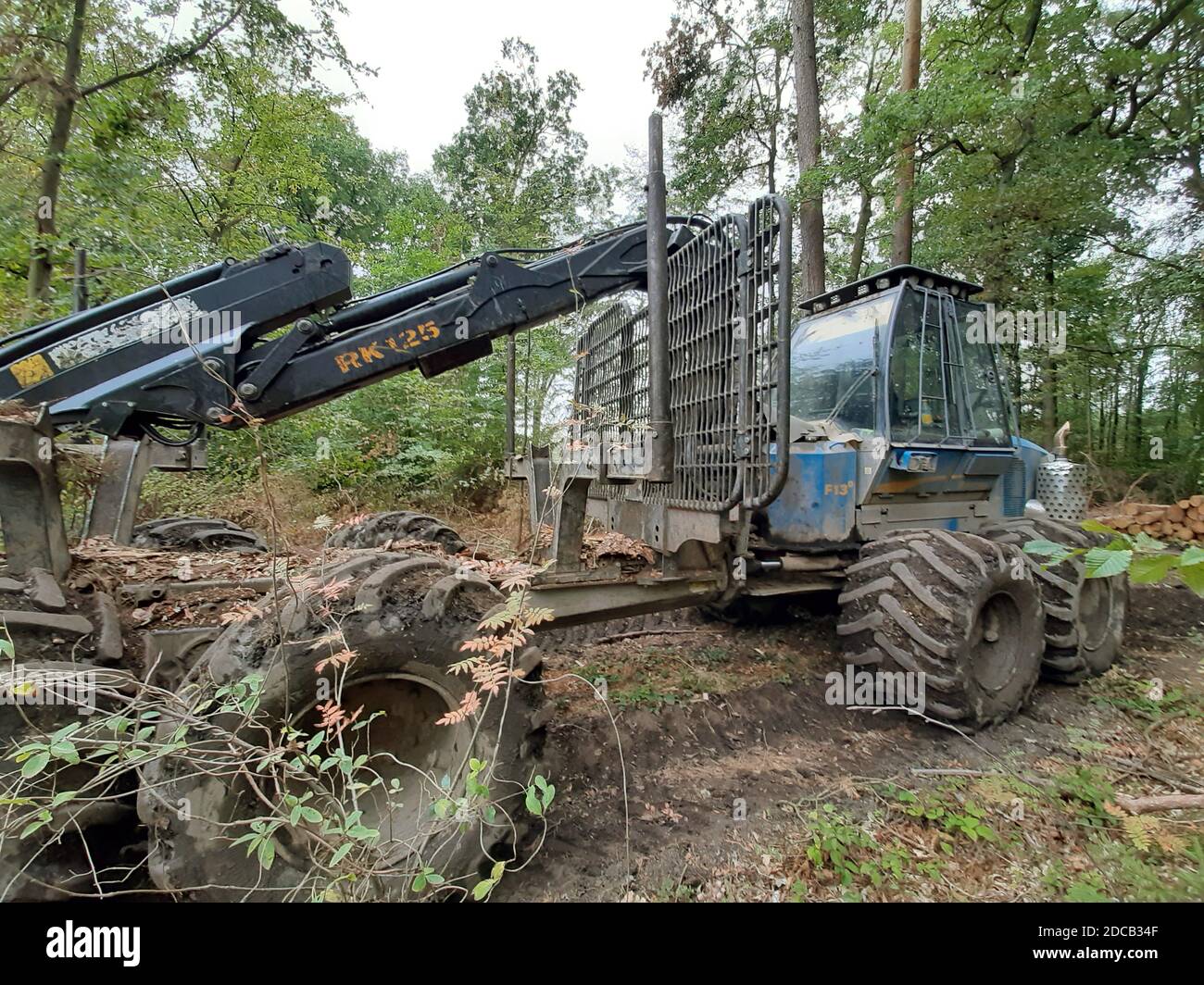 Transitaire dans une forêt, Allemagne Banque D'Images