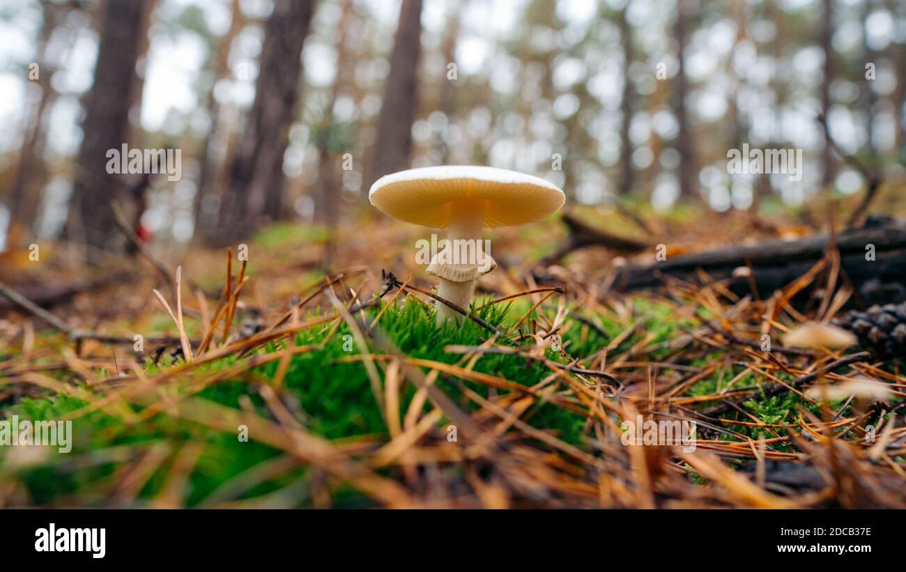 Image en gros plan du champignon de la Grisette (Amanita vaginata) champignons dans la forêt Banque D'Images