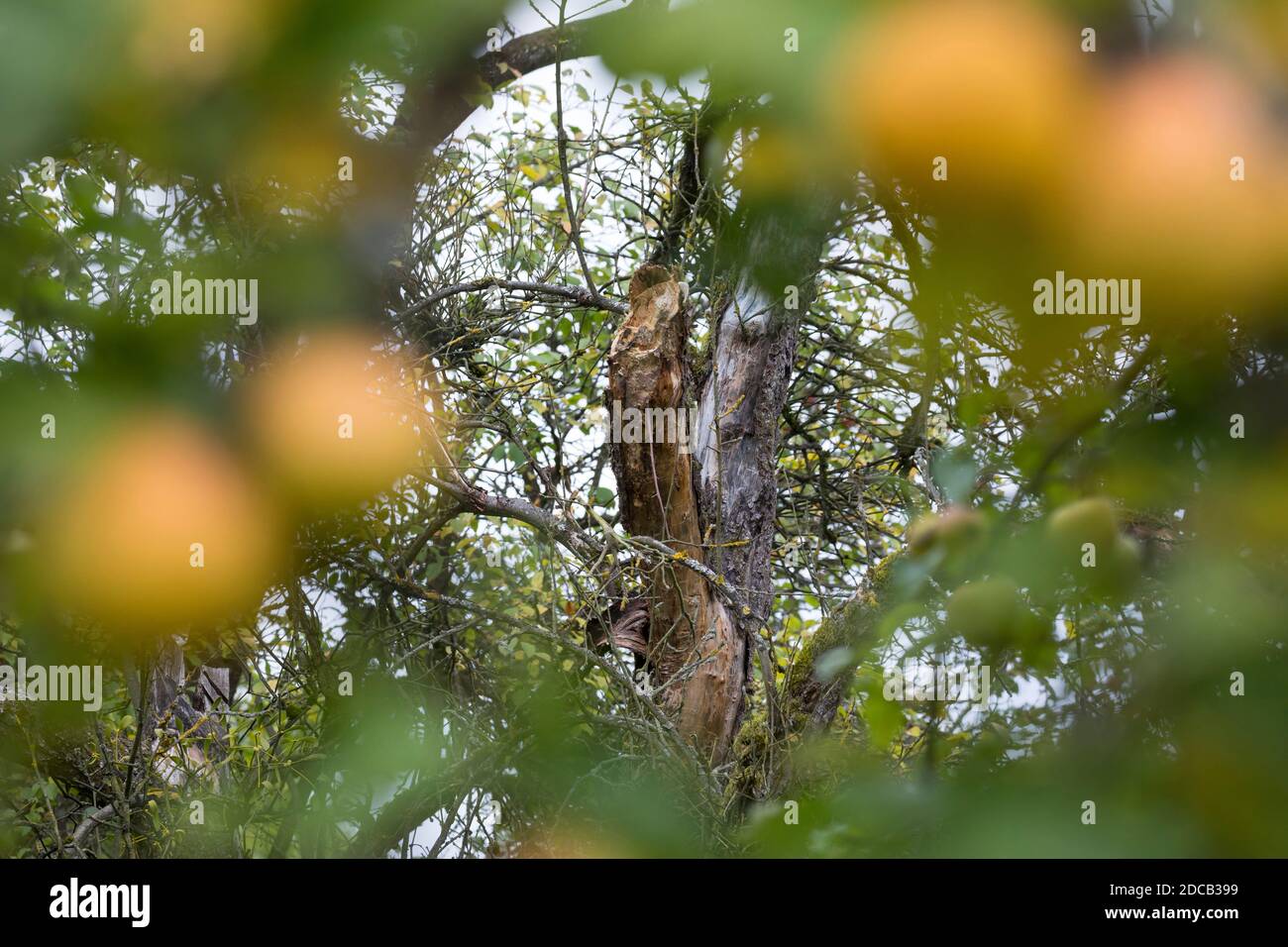 Des branches mortes dans un pommier sont laissées pour les insectes, Allemagne Banque D'Images