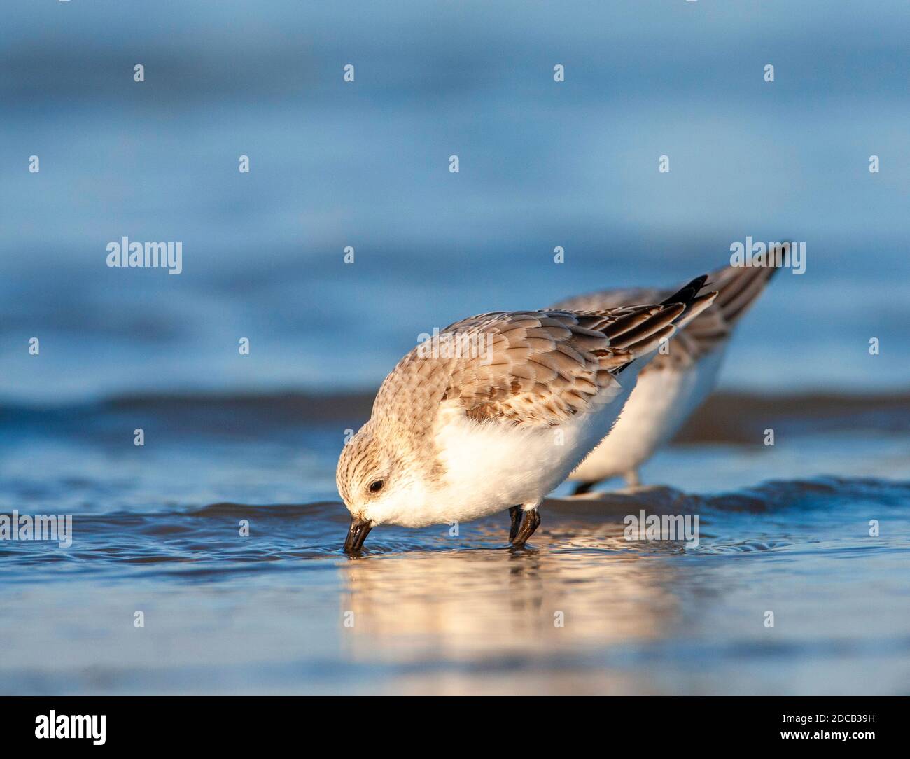 sanderling (Calidris alba), deux sanderlings qui se faussaient dans des eaux peu profondes à la plage de la mer du Nord, pays-Bas, Hollande du Sud Banque D'Images
