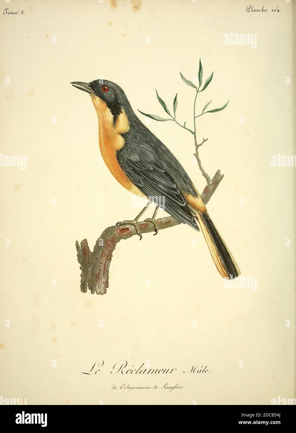 Le Reclameur Le Chorister Robin Chat Cossypha Dichroa Connu Auparavant Sous Le Nom De Chorister Robin Est Une Espece D Oiseau De La Famille Des Muscicapidae Il Est Trouve En Afrique Du Sud Et