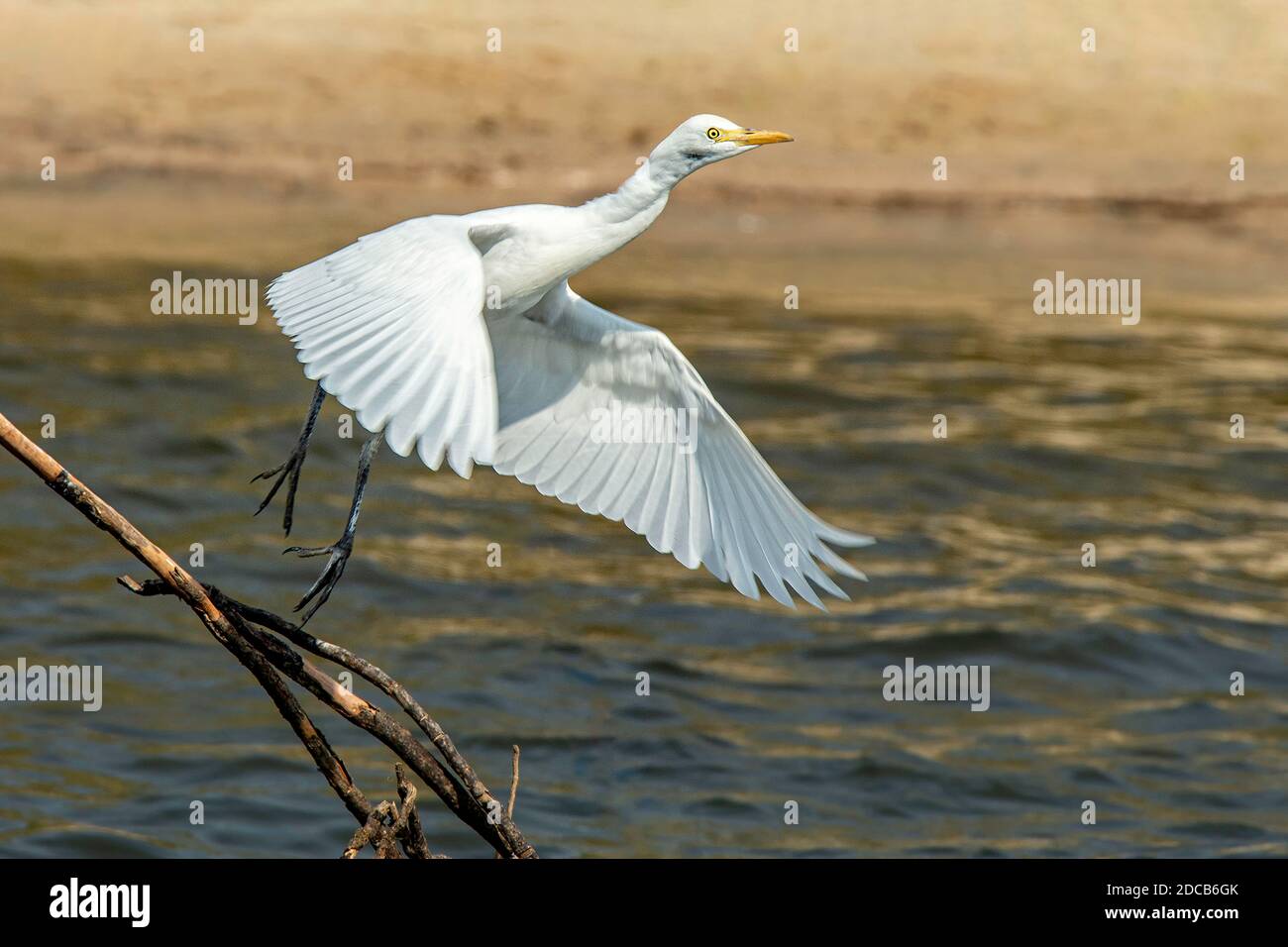 Grand aigreet, alias l'aigreet commun, grand aigreet, grand aigreet blanc ou grand héron blanc qui déferle de la branche morte dans le fleuve Zambèze. Banque D'Images