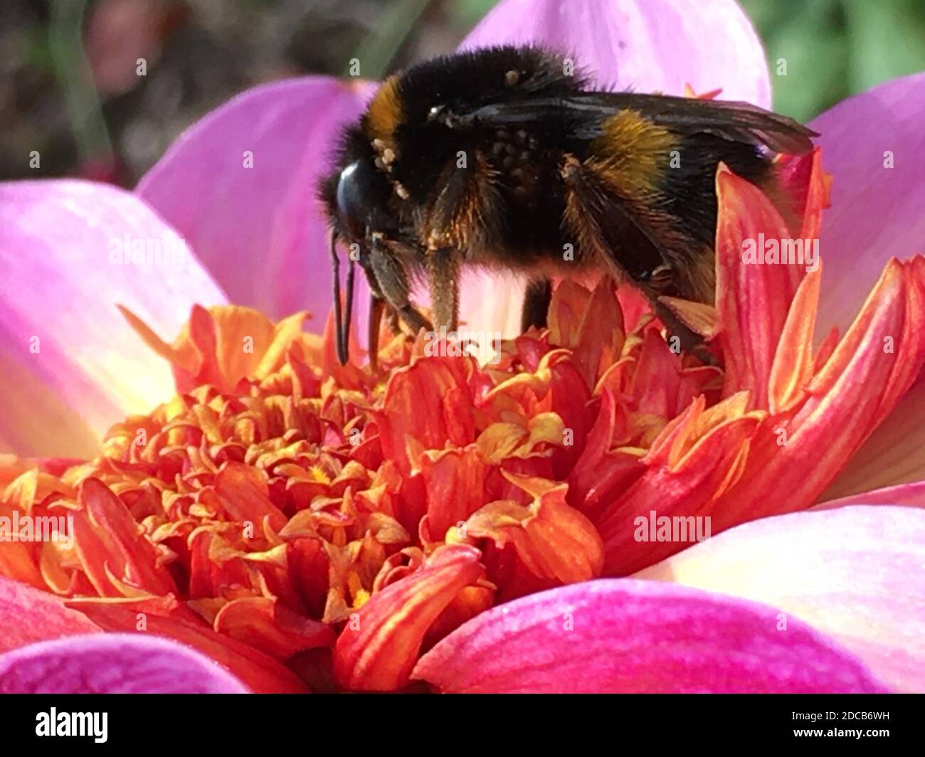 Bumble Bee collectant le pollen d'une fleur de Dahlia dont le centre est jaune, entourée de pétales aux bords rose vif. Automne 2020. Banque D'Images