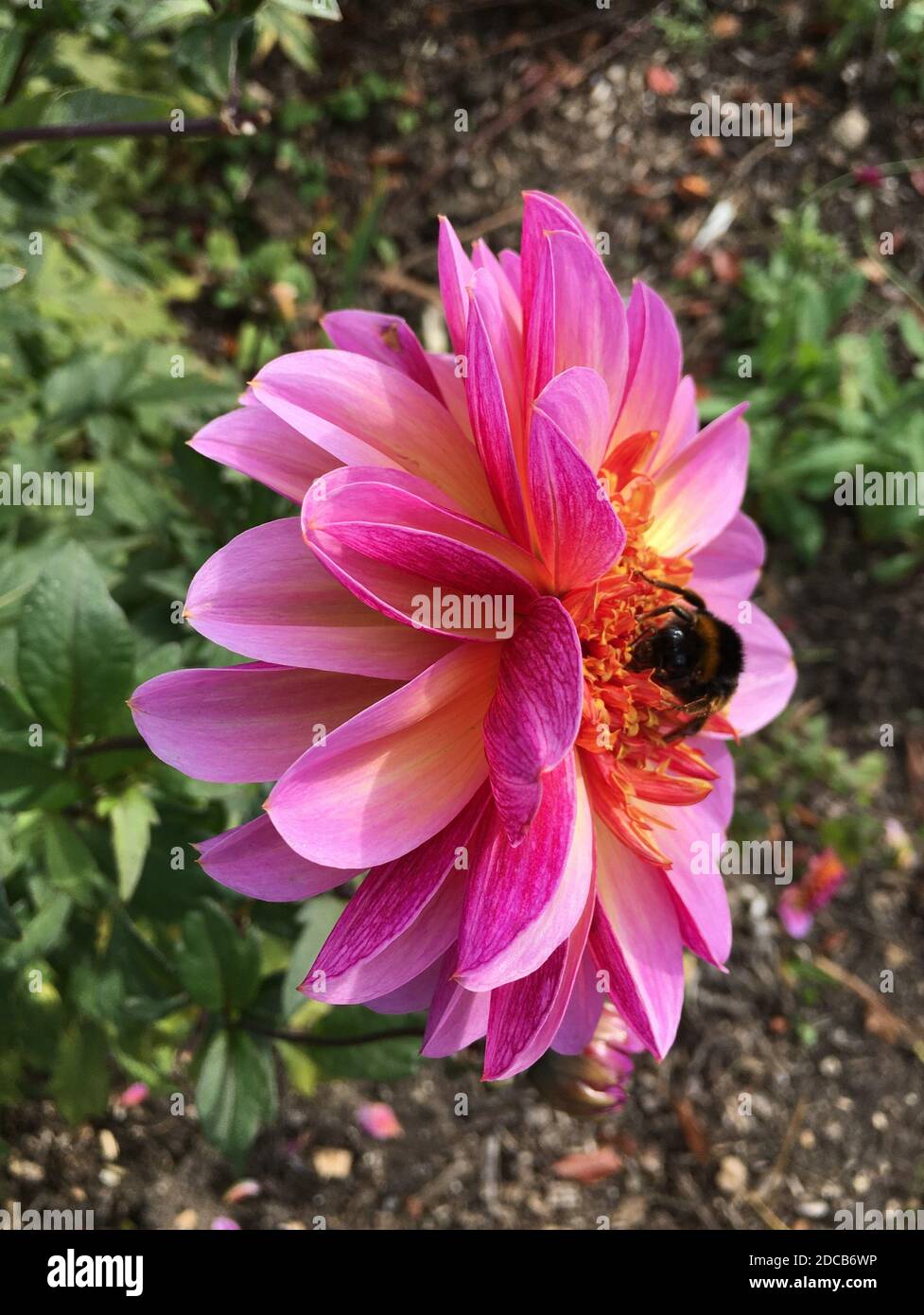 Bumble Bee collectant le pollen d'une fleur de Dahlia dont le centre est jaune, entourée de pétales aux bords rose vif. Automne 2020. Banque D'Images
