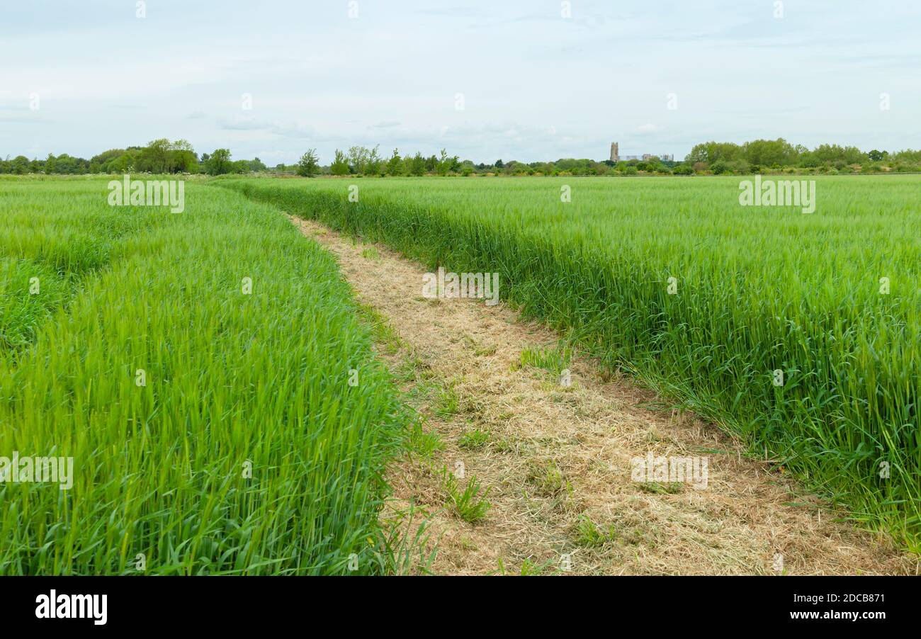 Champ de blé et sentier dans la campagne anglaise rurale le matin couvert lumineux en été près de Beverley, Yorkshire, Royaume-Uni. Banque D'Images