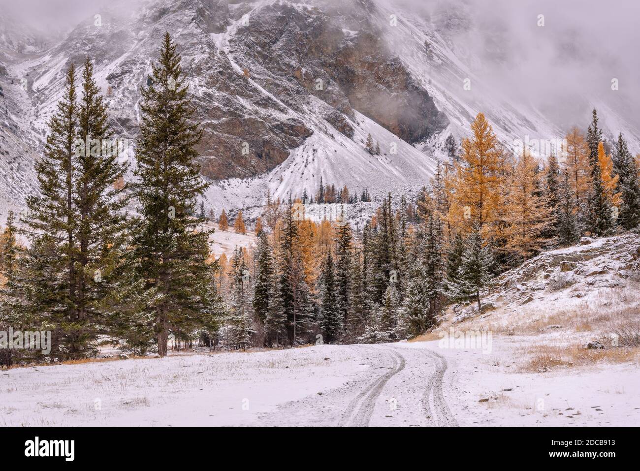 Vue d'automne colorée avec route de terre, montagnes enneigées, forêt avec sprint vert et mélèze doré, nuages et première neige sur le matin nuageux gelé Banque D'Images