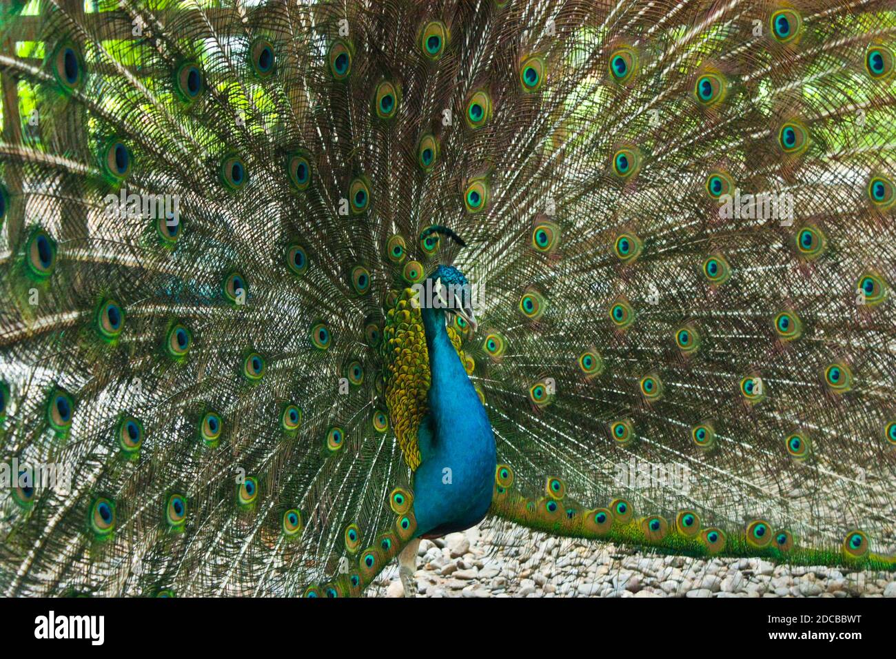 Magnifique paon avec queue dans un ventilateur Banque D'Images