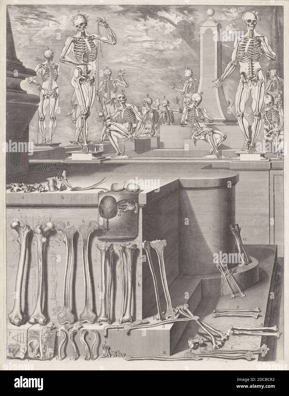 Plaque pour &#x2018;Atlas Anatomico&#x2019; (non publiée), plaque ca. 1680-94; imprimé en 1740. Banque D'Images