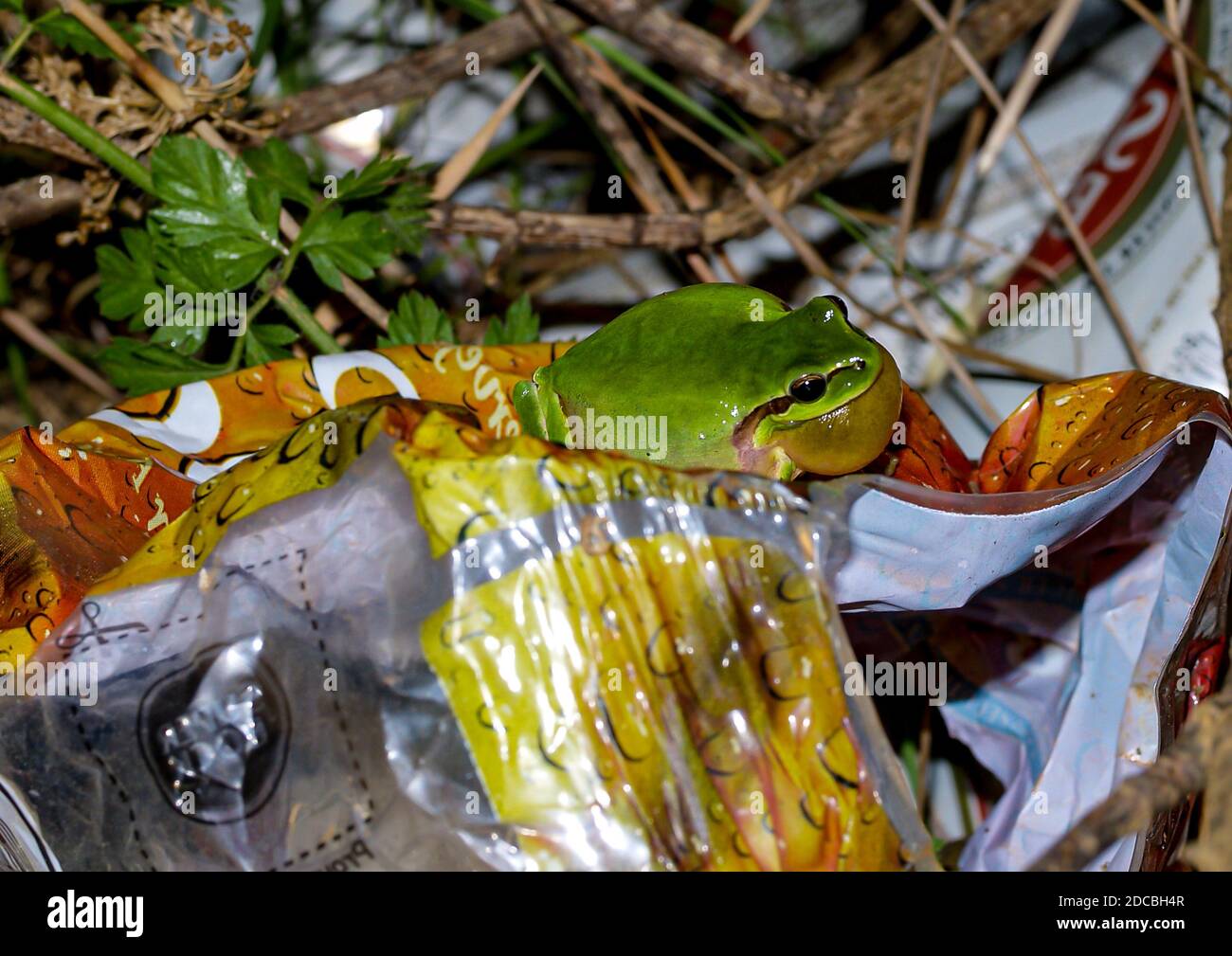 grenouille d'arbre méditerranéen, hyla meridionalis assis sur les ordures Banque D'Images