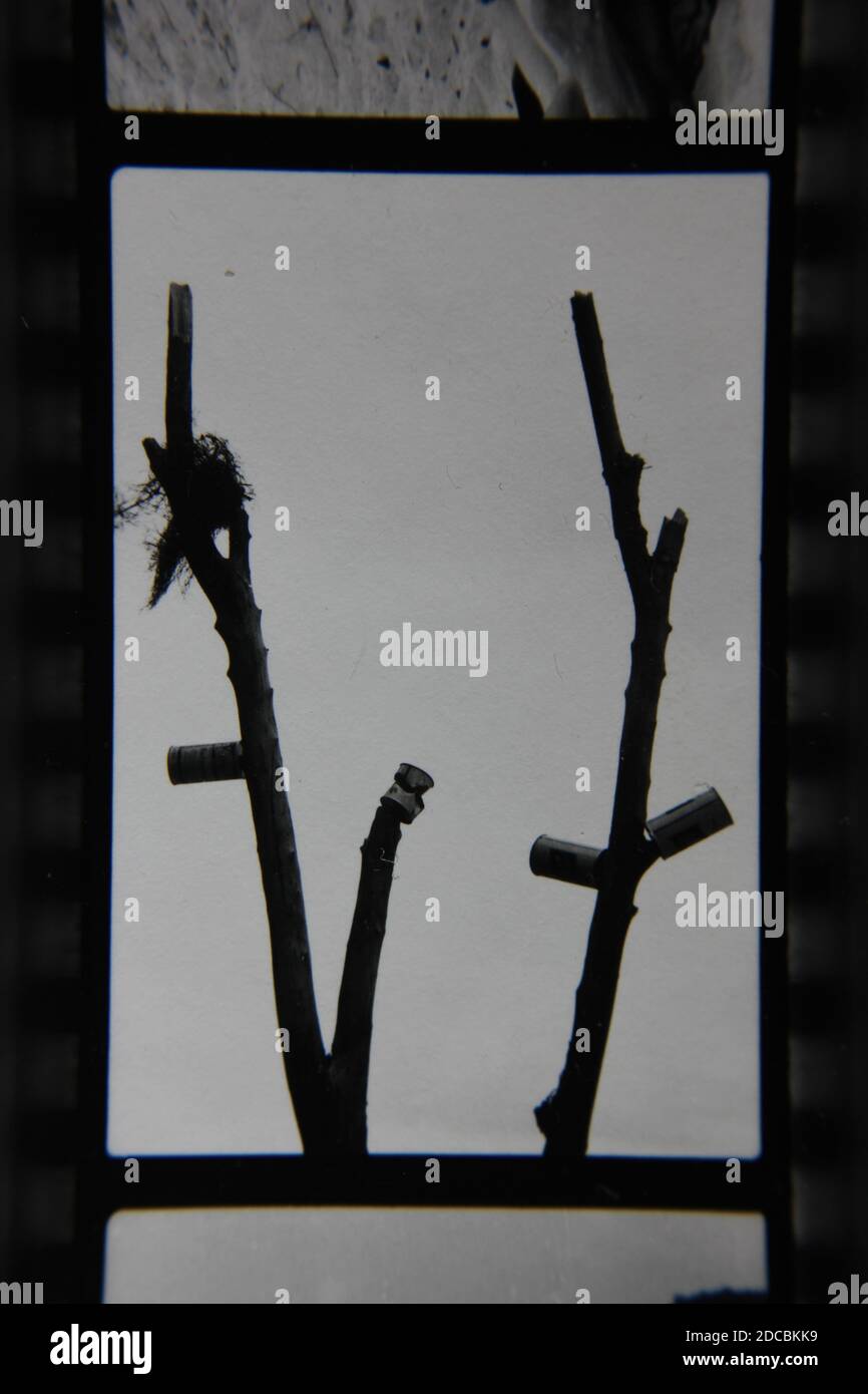 Fin années 1970 photographie vintage noir et blanc d'un oiseau nichent dans un arbre mort, minimalisme. Banque D'Images