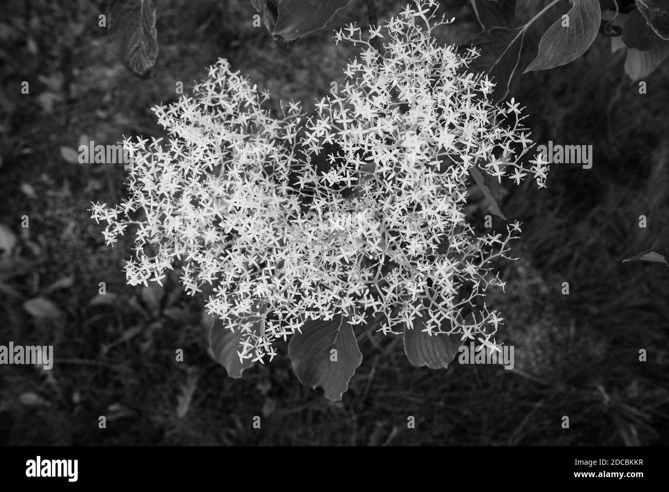 Été petites fleurs blanches dans le parc Banque D'Images