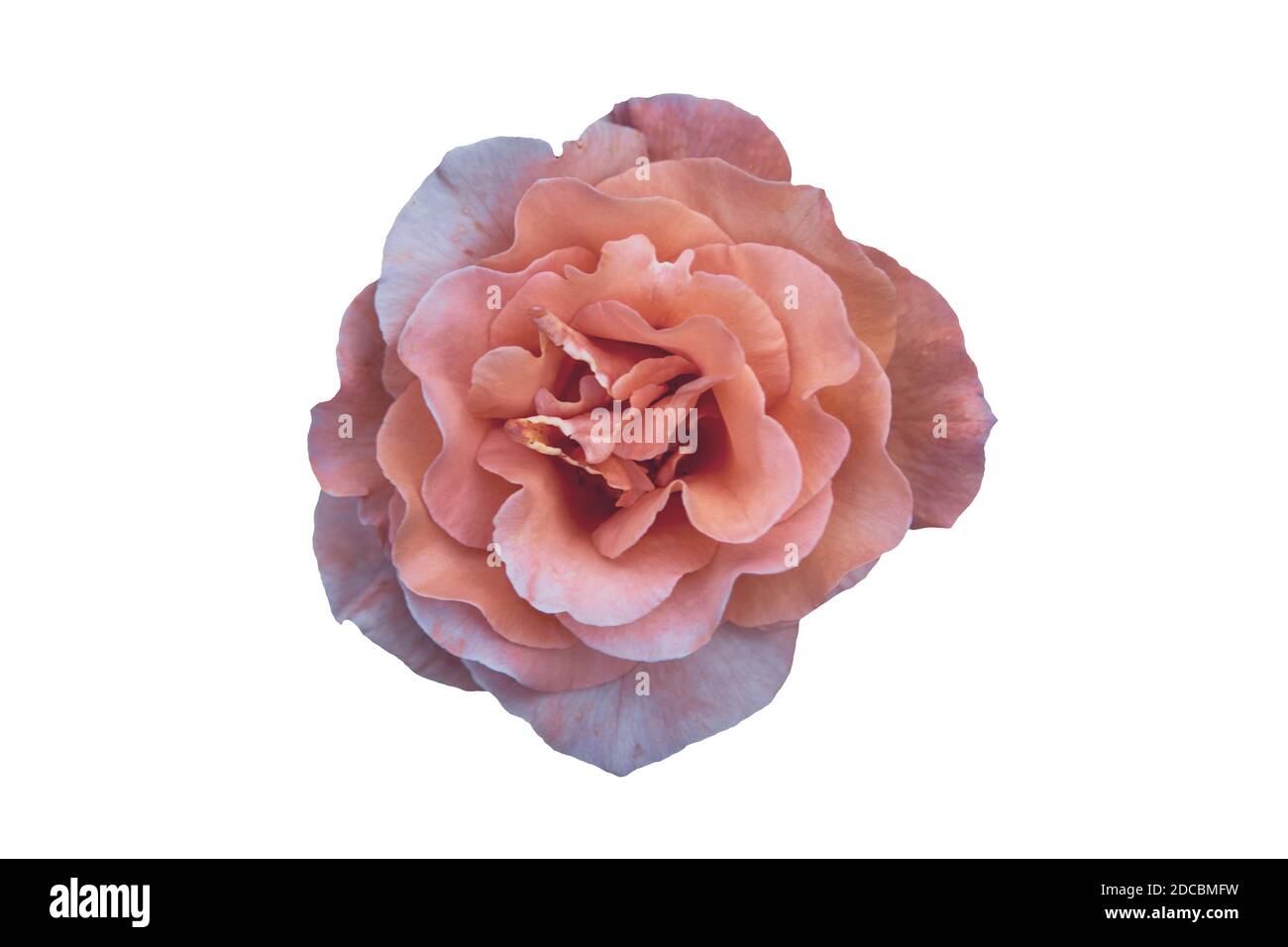 Belle rose en été Banque D'Images