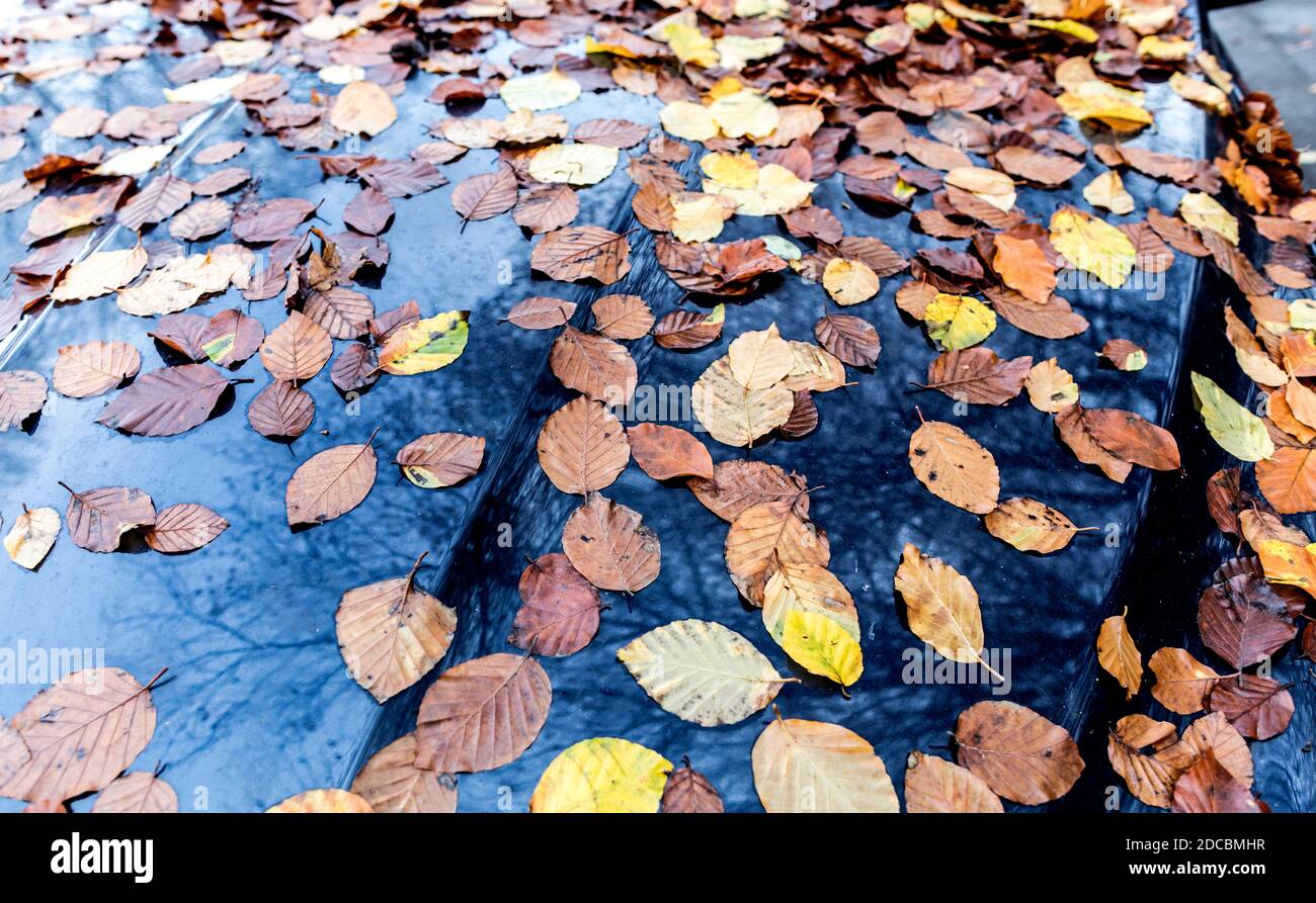 L'automne part sur UNE voiture Bonnet Londres Royaume-Uni Banque D'Images