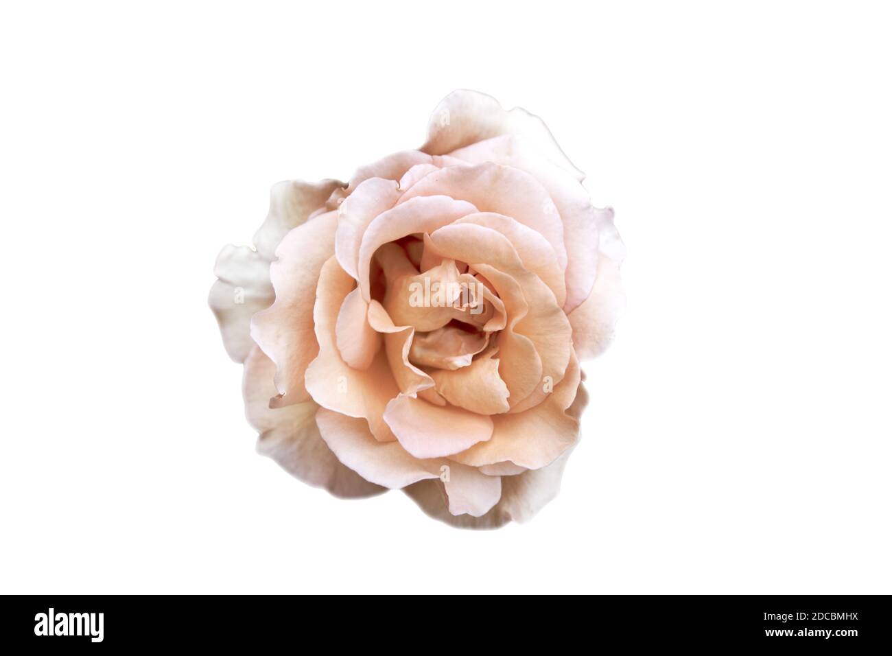 Belle rose en été Banque D'Images