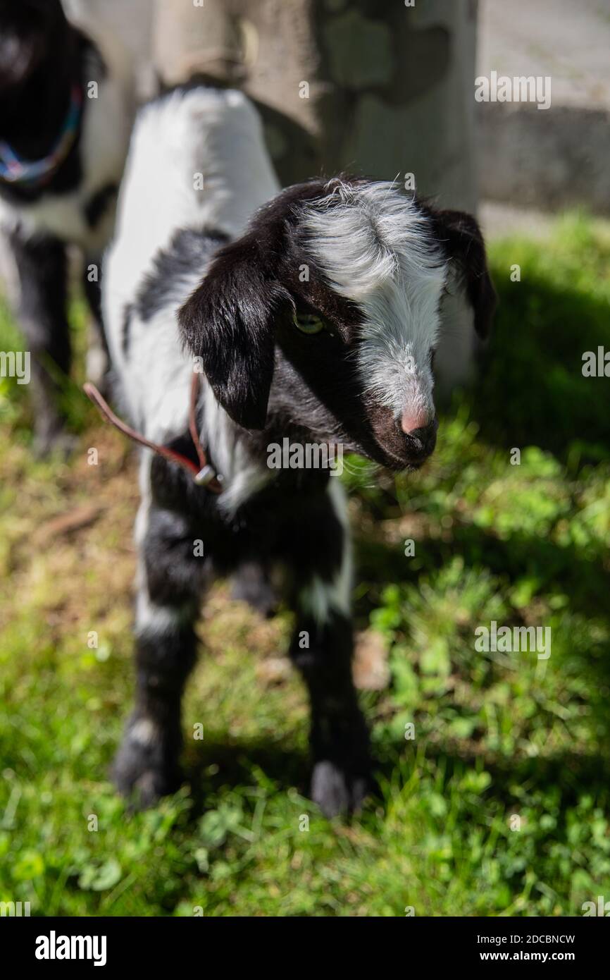 Gros plan de bébés chèvres Banque D'Images