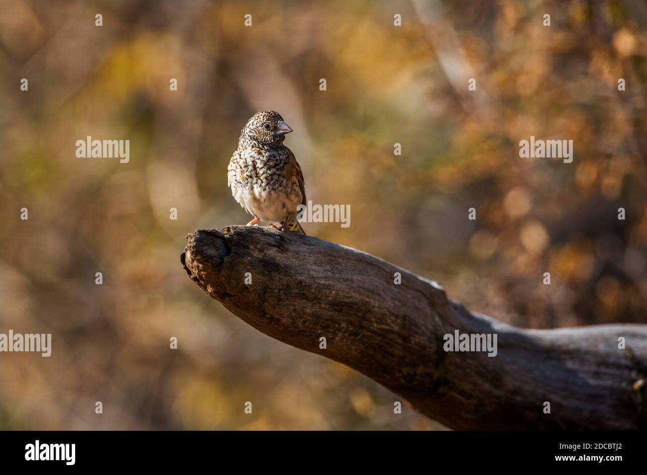 Femelle finch à gorge coupée debout sur une bûche avec des couleurs d'automne arrière-plan dans le parc national Kruger, Afrique du Sud ; famille de espèce Amadina fasciata d'Estril Banque D'Images