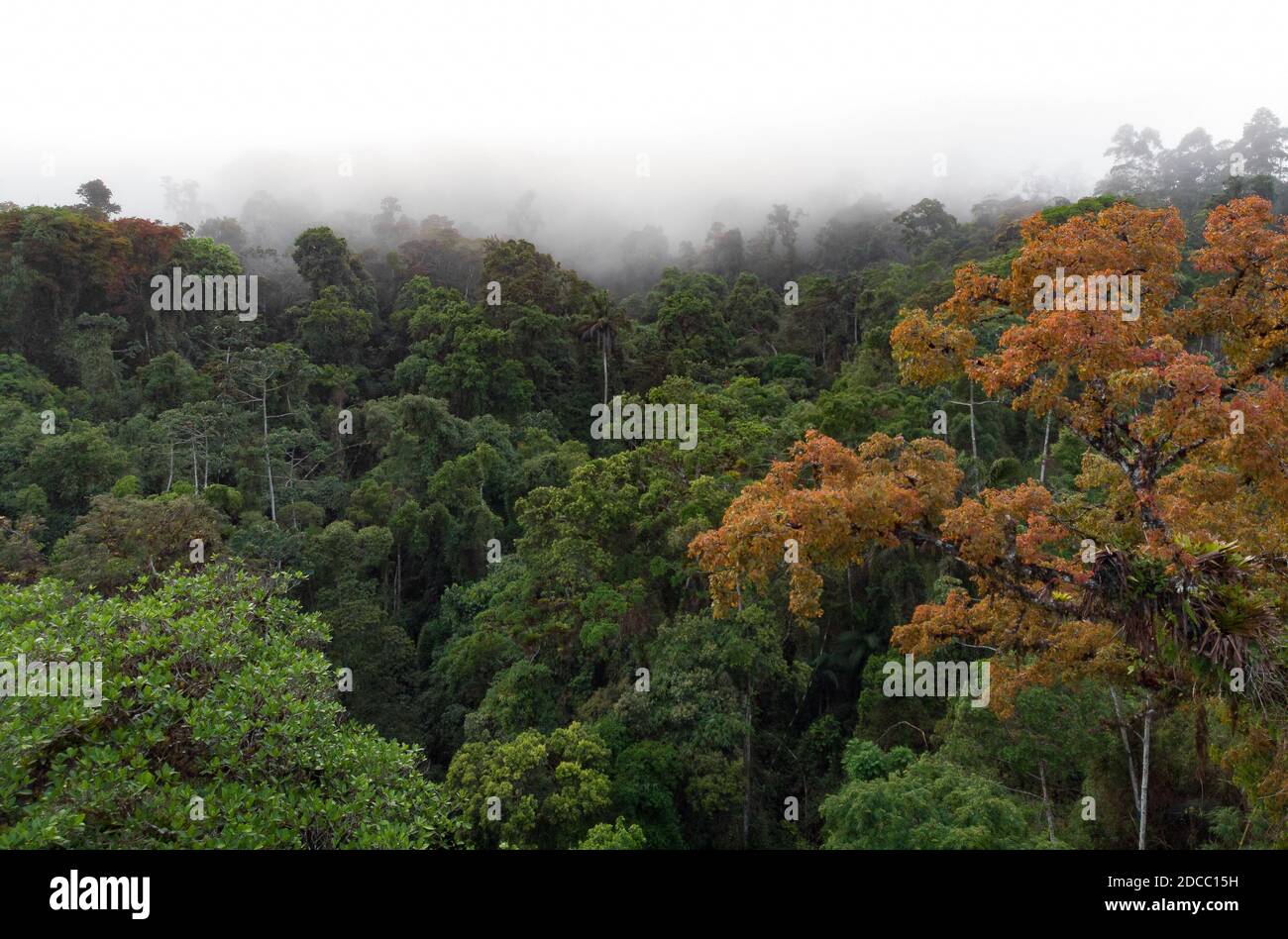 Forêt tropicale de l'Atlantique au niveau de la voûte avec un arbre Hymanaea courbaril dedans le premier plan Banque D'Images
