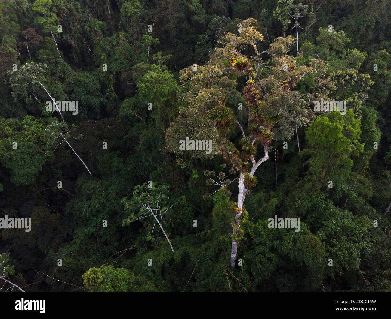 Arbre émergent de la forêt tropicale de l'Atlantique Banque D'Images