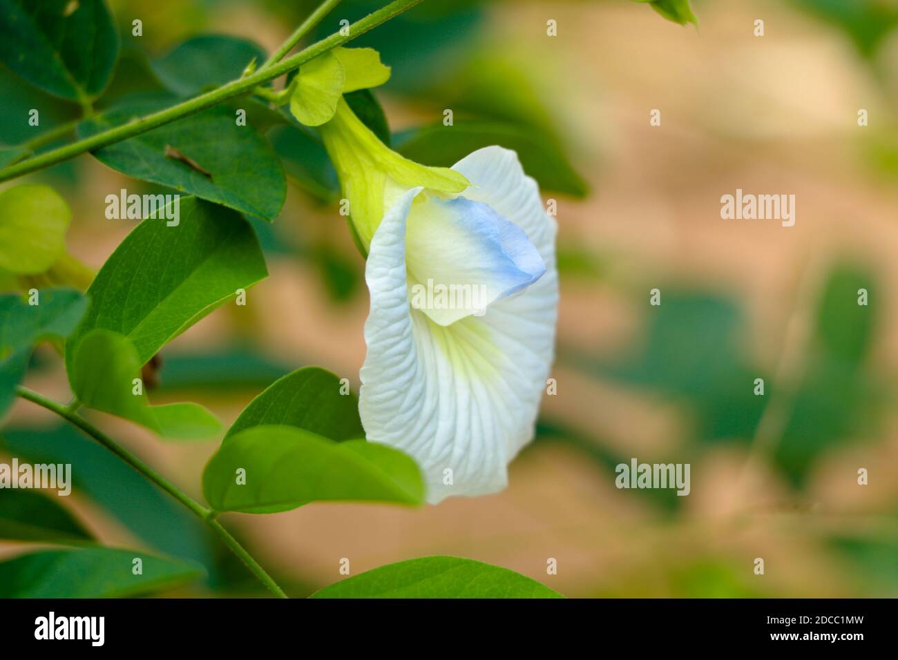 Ailes de pigeons asiatiques de couleur blanche ou fleur de clitoria ternatea, plante herbacée, foyer sélectif Banque D'Images