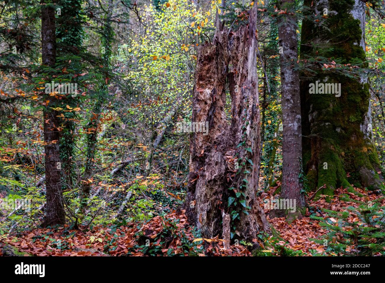 Gros plan du tronc pourri en décomposition dans la forêt d'automne Banque D'Images