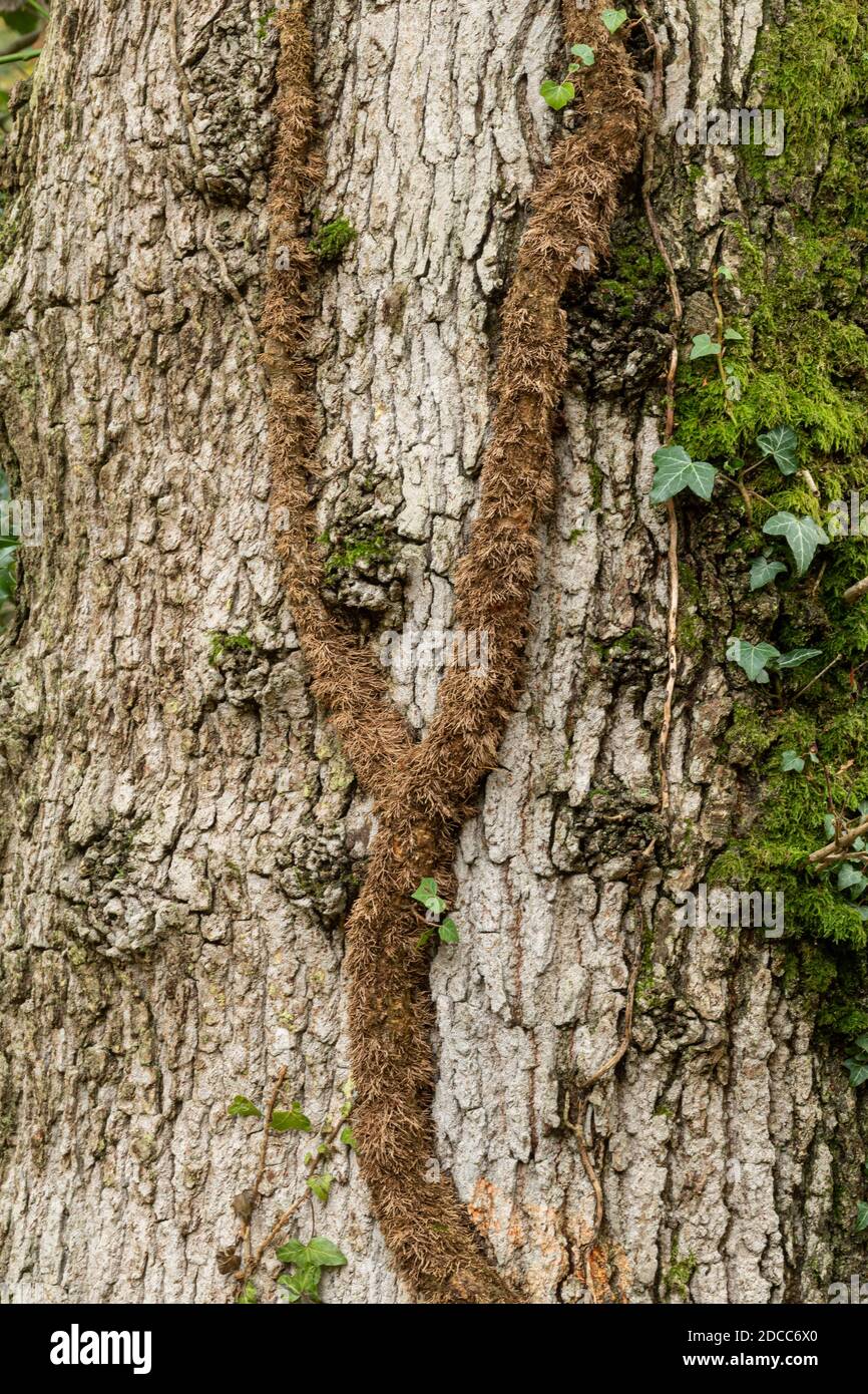 Lierre anglaise Hedera Helix vigne poussant vers le haut d'un tronc d'arbre, Royaume-Uni Banque D'Images