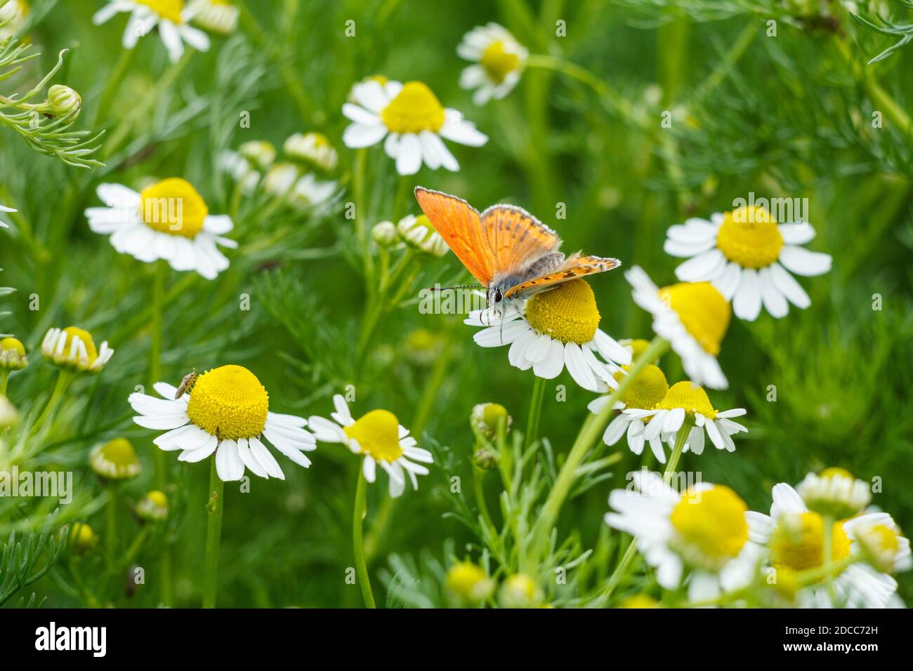 La camomille fleurit par temps ensoleillé avec un papillon assis sur l'un d'eux. Faible profondeur de fiel. Banque D'Images