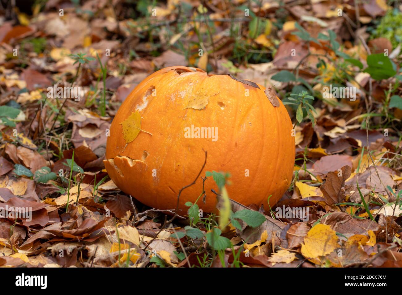 Citrouille jetée dans les bois pour que la faune se nourrit après Halloween, au Royaume-Uni. Mauvais pour certaines espèces sauvages Banque D'Images