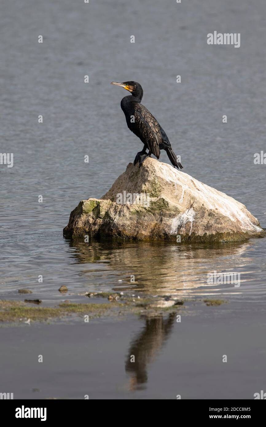 Adulte unique Cormorant Phalacrocorax carbo perçant en profil sur une grande roche au centre d'un lac intérieur. Banque D'Images