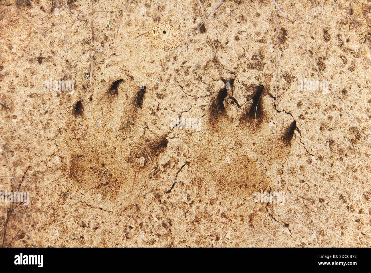 Empreinte renard Banque de photographies et d’images à haute résolution