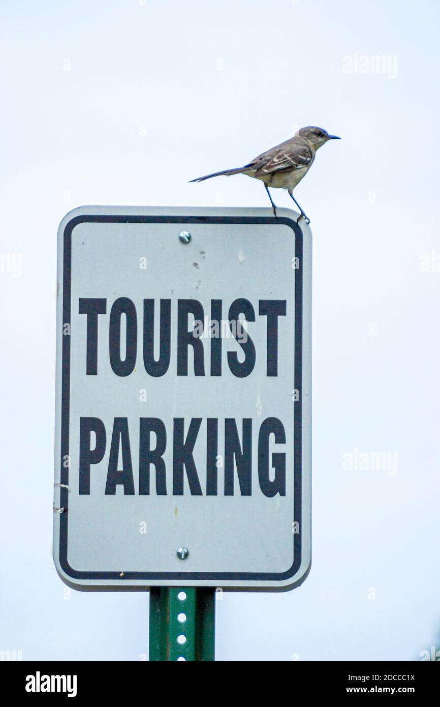 Vicksburg Mississippi Oak Street Tourist parking signe amical, oiseau mockingbird State Bird, Banque D'Images