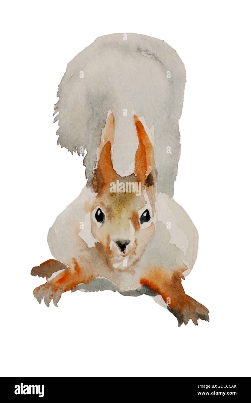 Curieux écureuil rouge isolé sur fond blanc original peint à la main illustration aquarelle Banque D'Images