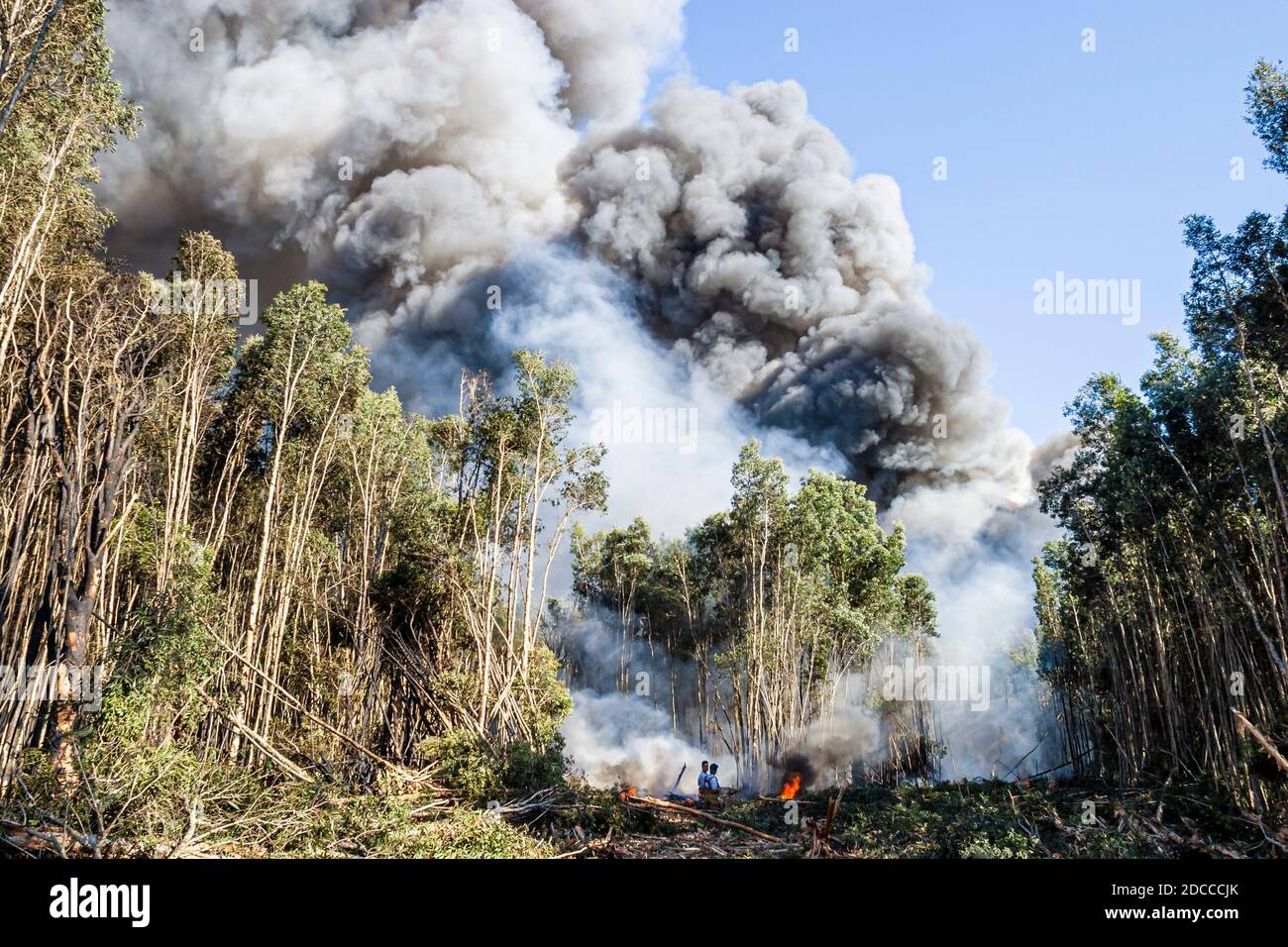 Miami Florida, Pennsuco West Okeechobee Road, arbres endommagés par un incendie combustion contrôlée par la cendre, pompiers pompiers pompiers pompiers pompiers Everglades fumée de bordure, Banque D'Images