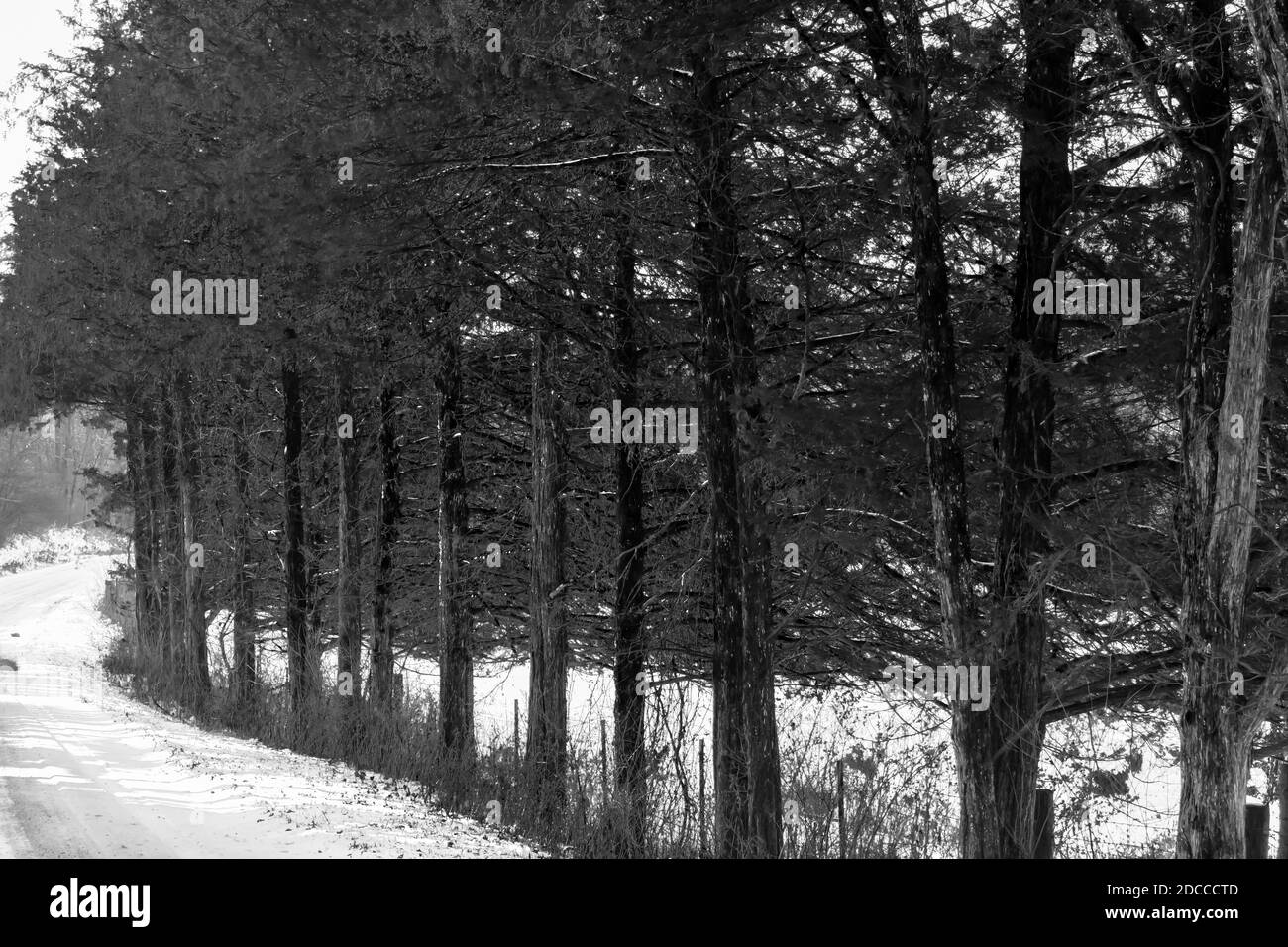 Rangée d'arbres dans la forêt boisée en hiver Banque D'Images
