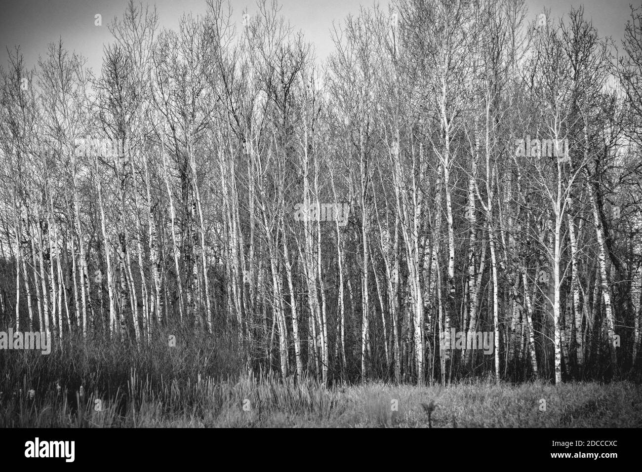 Rangée d'arbres dans la forêt boisée en hiver Banque D'Images