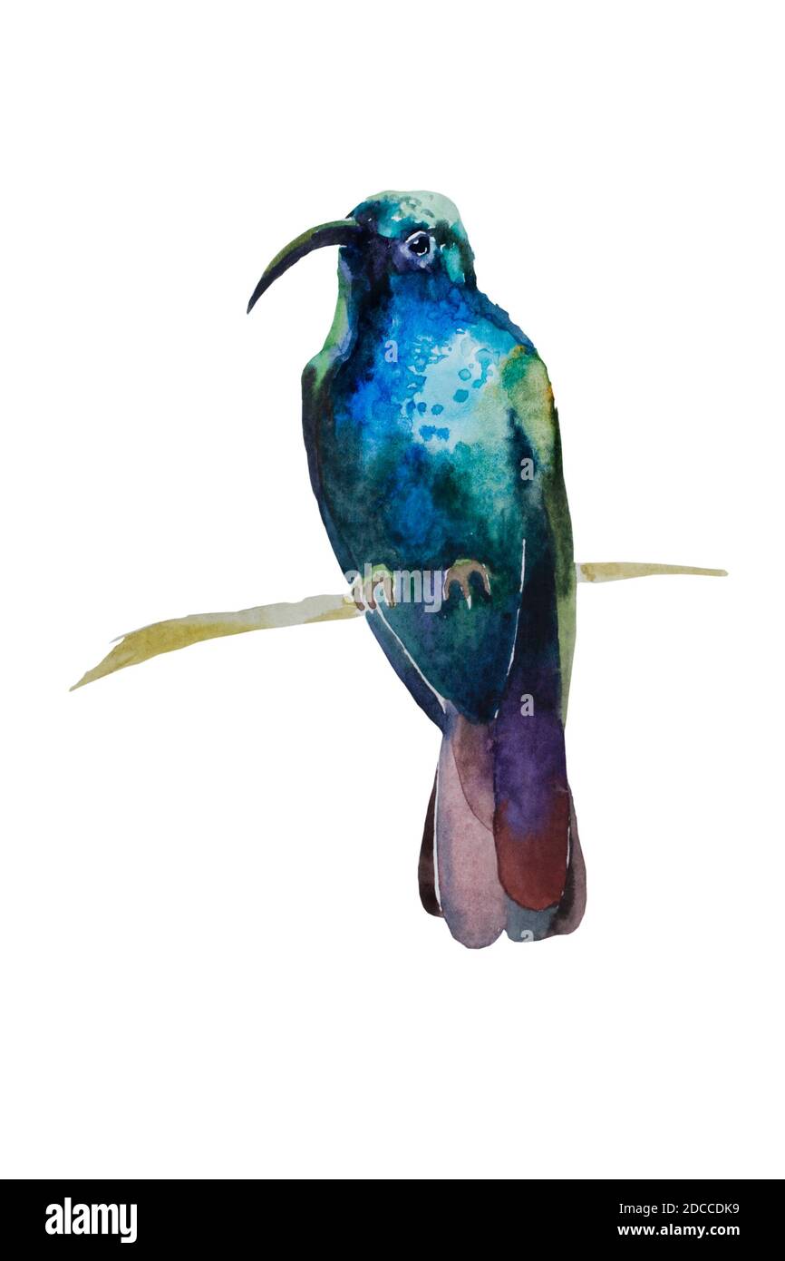 Aquarelle de bleu foncé et vert humming oiseau emplacement sur la branche isolée sur fond blanc Banque D'Images
