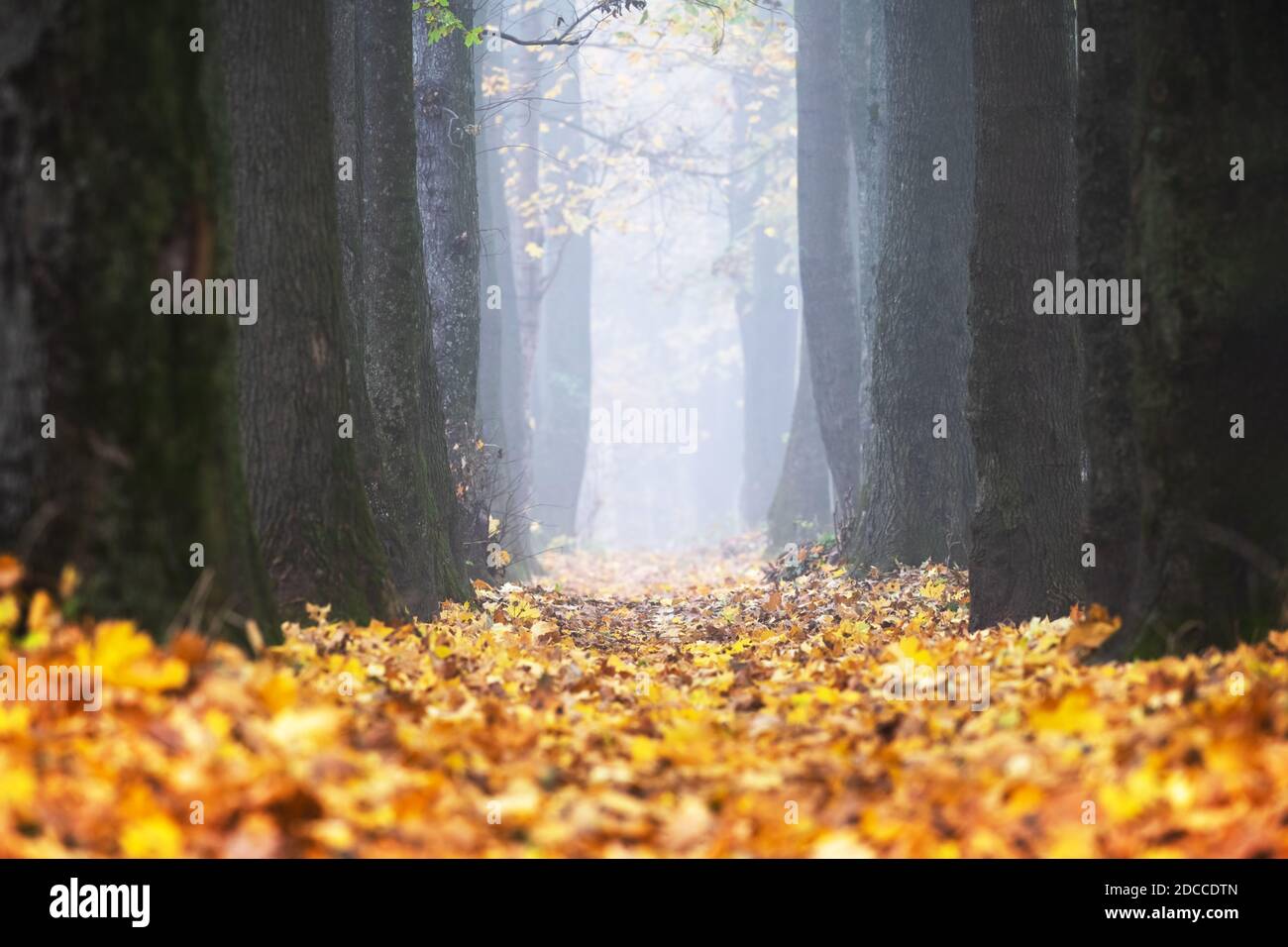 Majestueuse ruelle d'érable et de chêne avec des folliages jaune et orange à l'automne. Scène pittoresque d'automne Photographie de paysage Banque D'Images