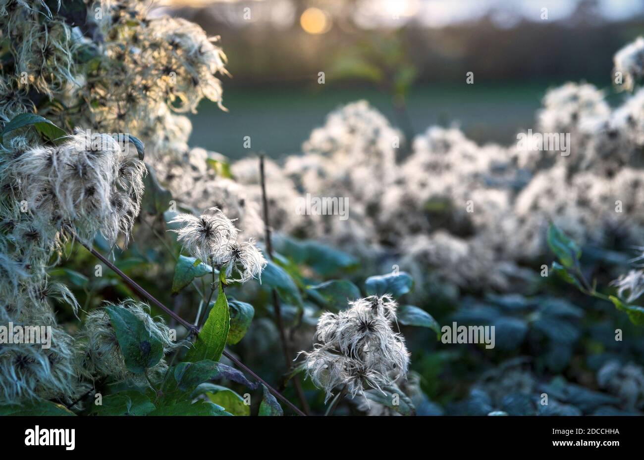 La barbe de vieux ans grandit dans le champ de la hedgerow où elle se distingue en automne et en hiver quand elle est couverte de têtes de semis blanches et moelleuses. Banque D'Images