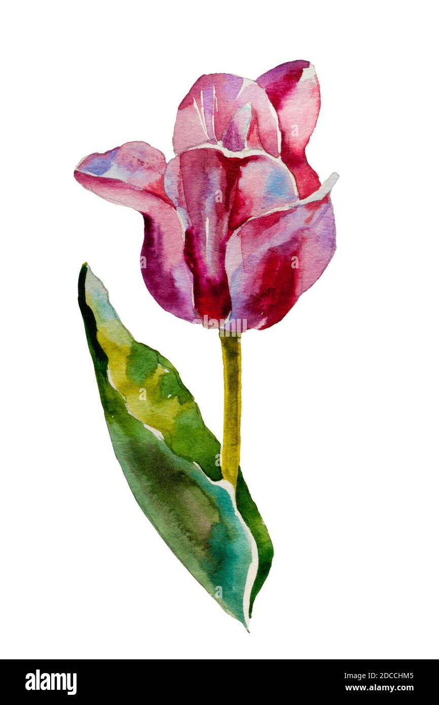 aquarelle de tulipe rose peinture originale sur fond blanc Banque D'Images