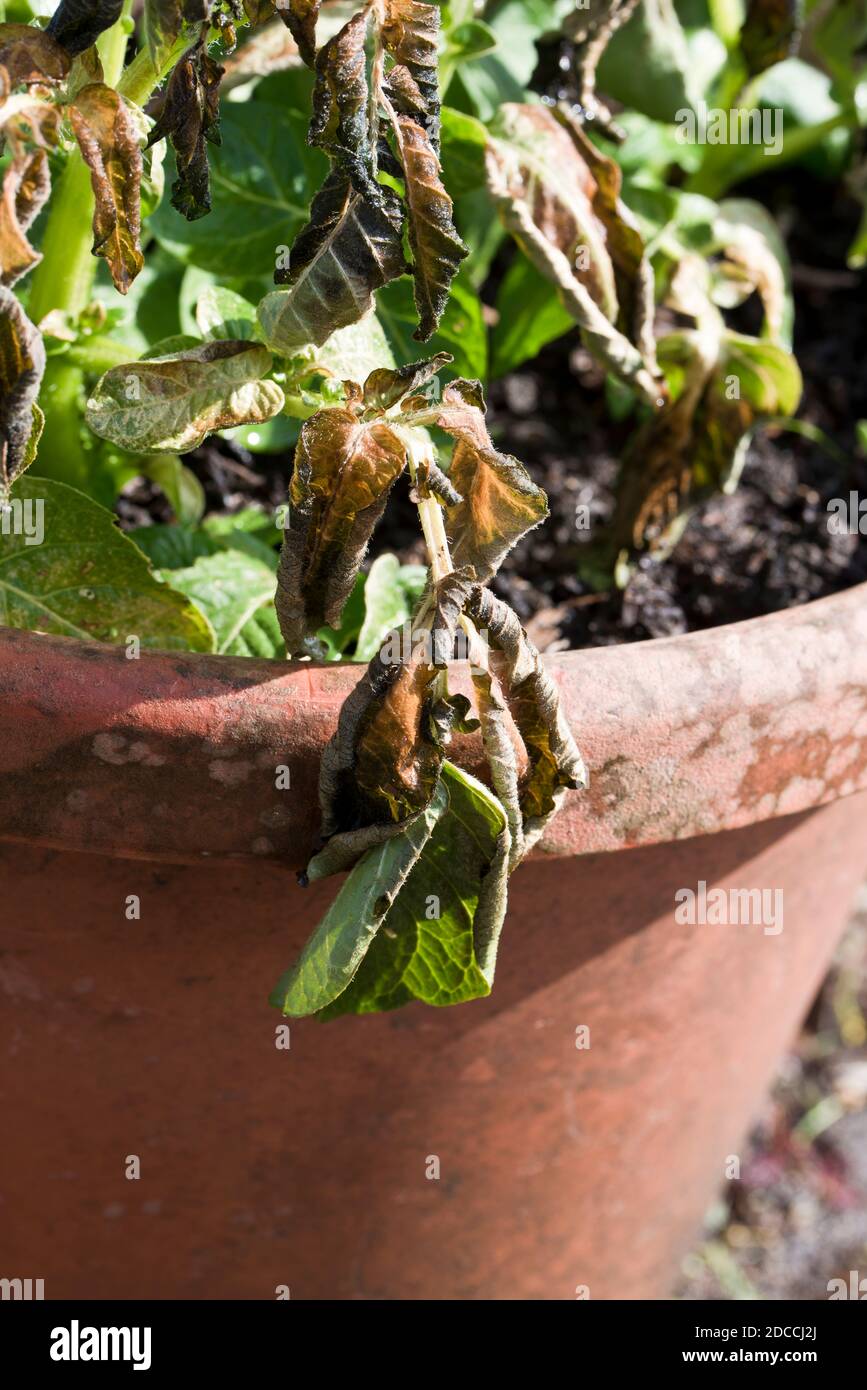 Les premières plants de pommes de terre montrant des signes de dommages de gel au feuilles Banque D'Images