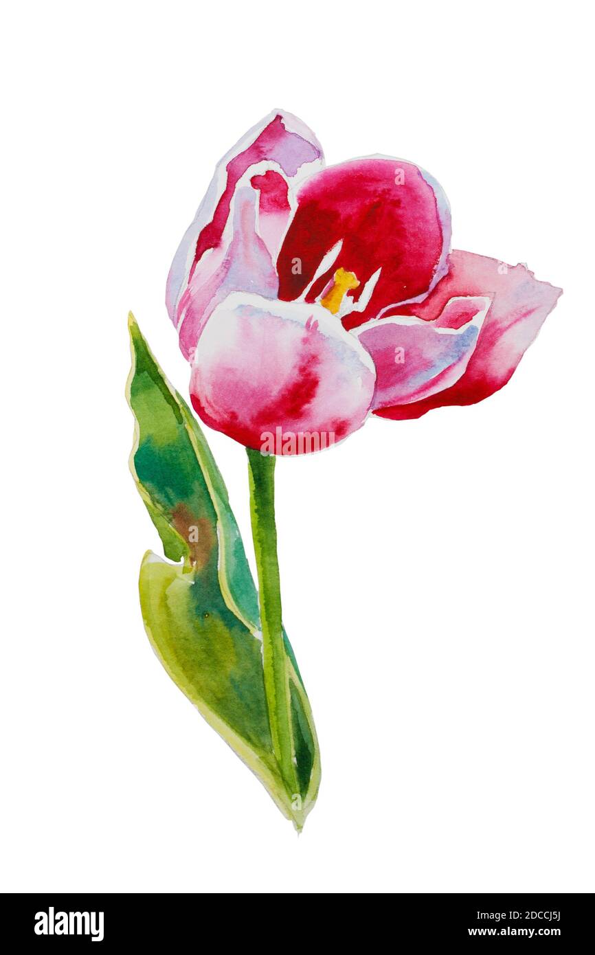 aquarelle de tulipe rose peinture originale sur fond blanc Banque D'Images